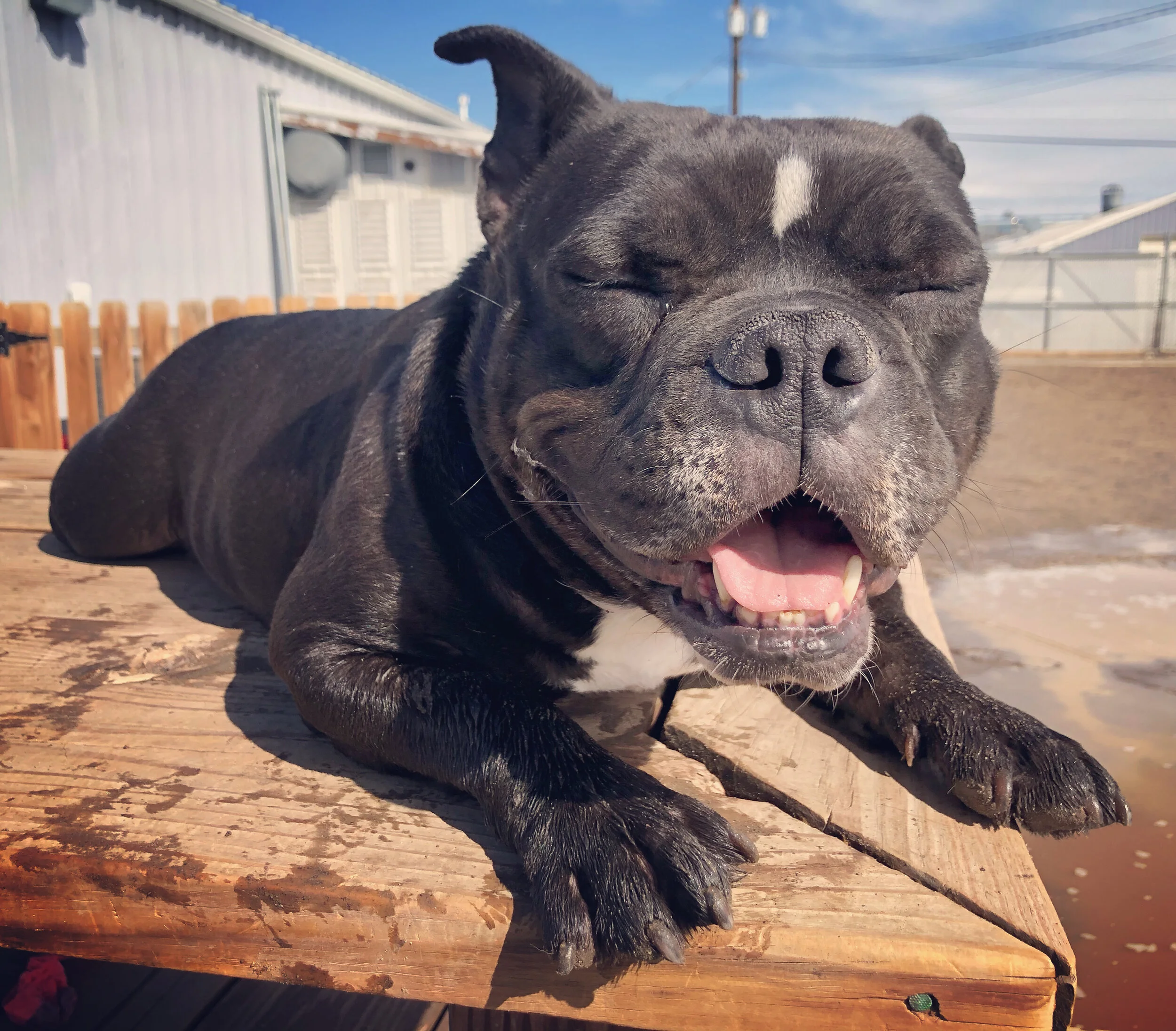 5 Day Daycare Pack for Felix