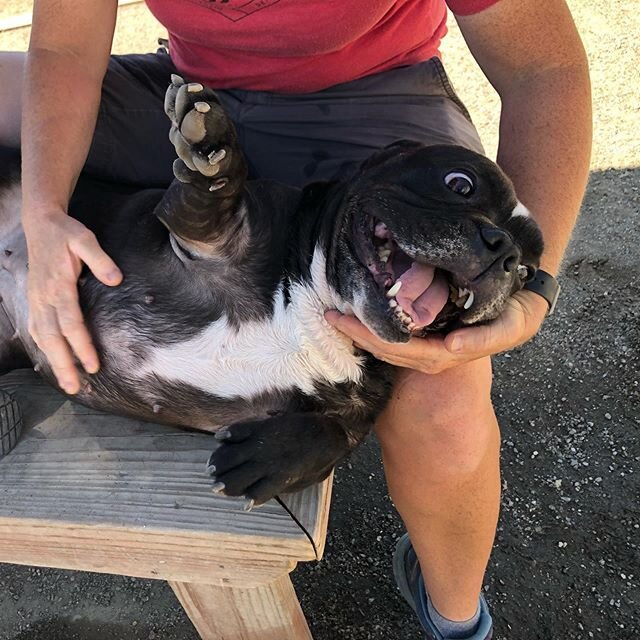 Shorty Sunday! Shorty loves her pool time and snuggles ❤️