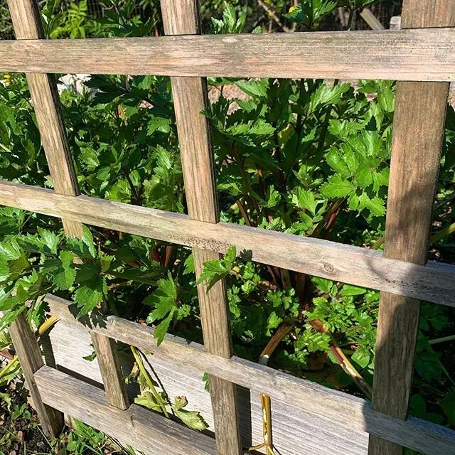 Cutting celery - well hello spring! #celery