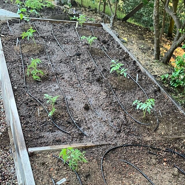 Tomatoes are finally planted.