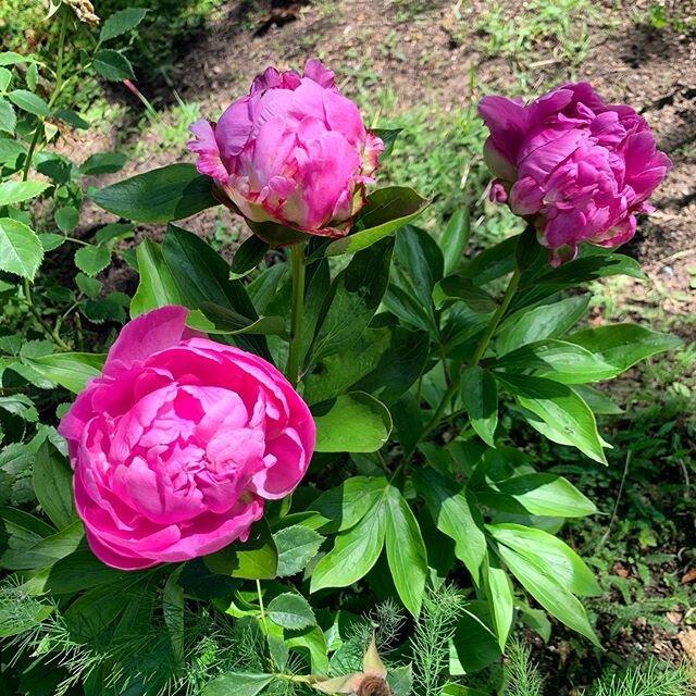 Anyone else a #peonylover ?