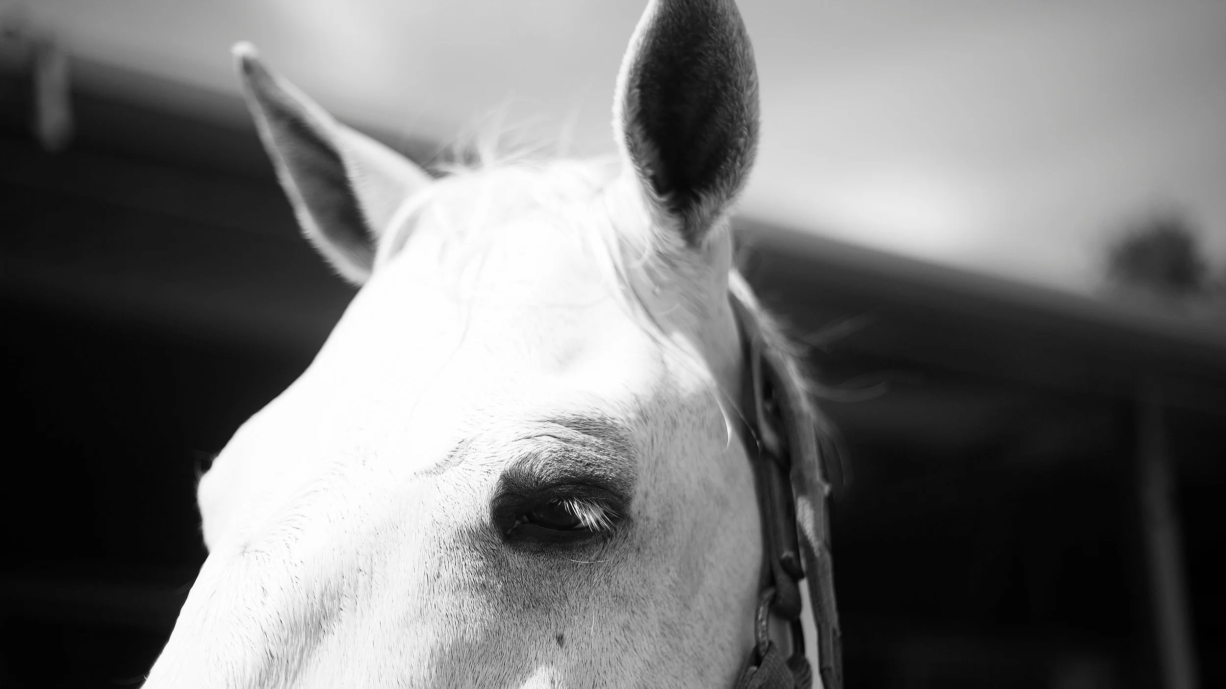 We're Live: Announcing, Here's My Movie