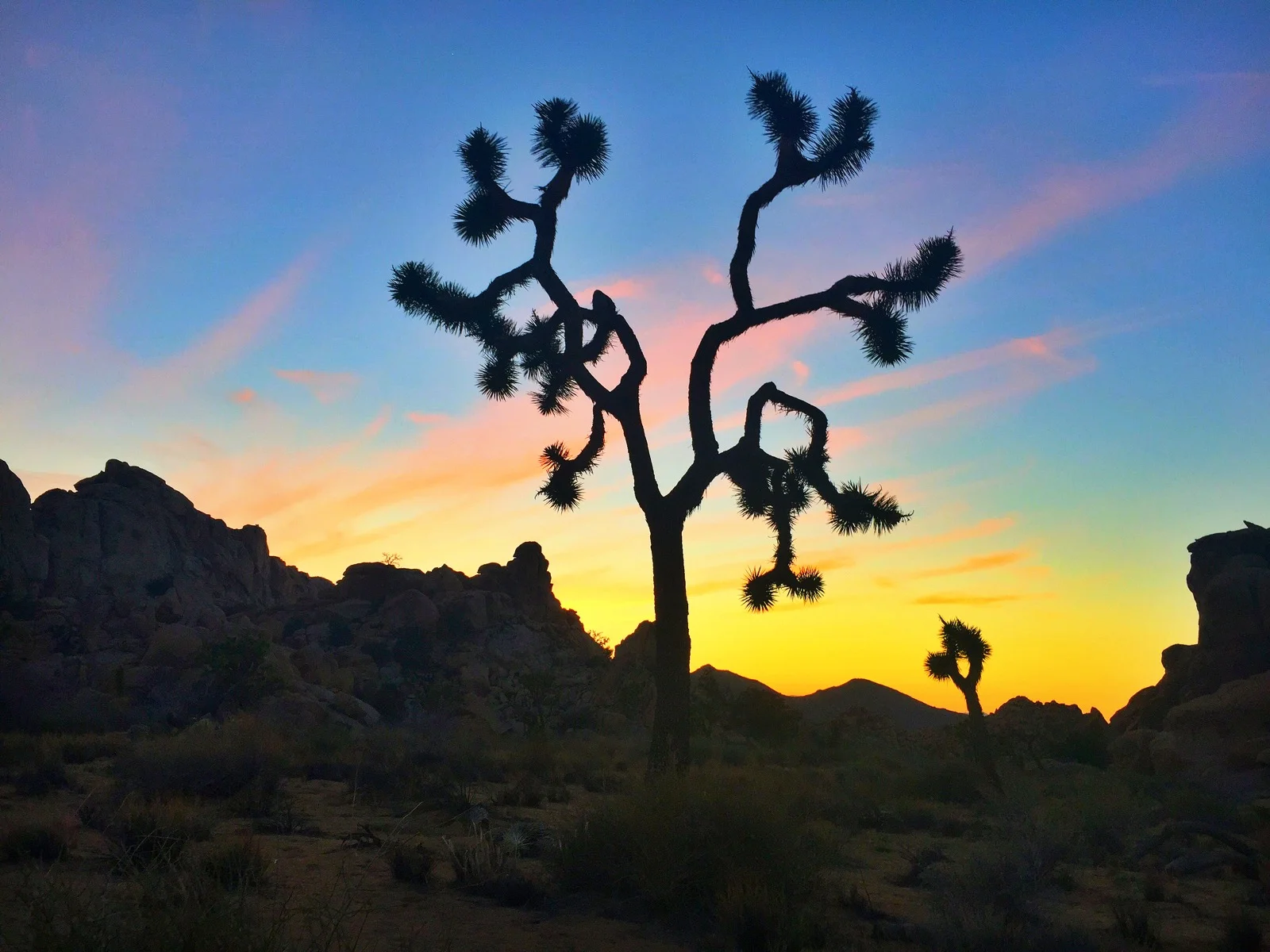 Desert Dreaming in Joshua Tree