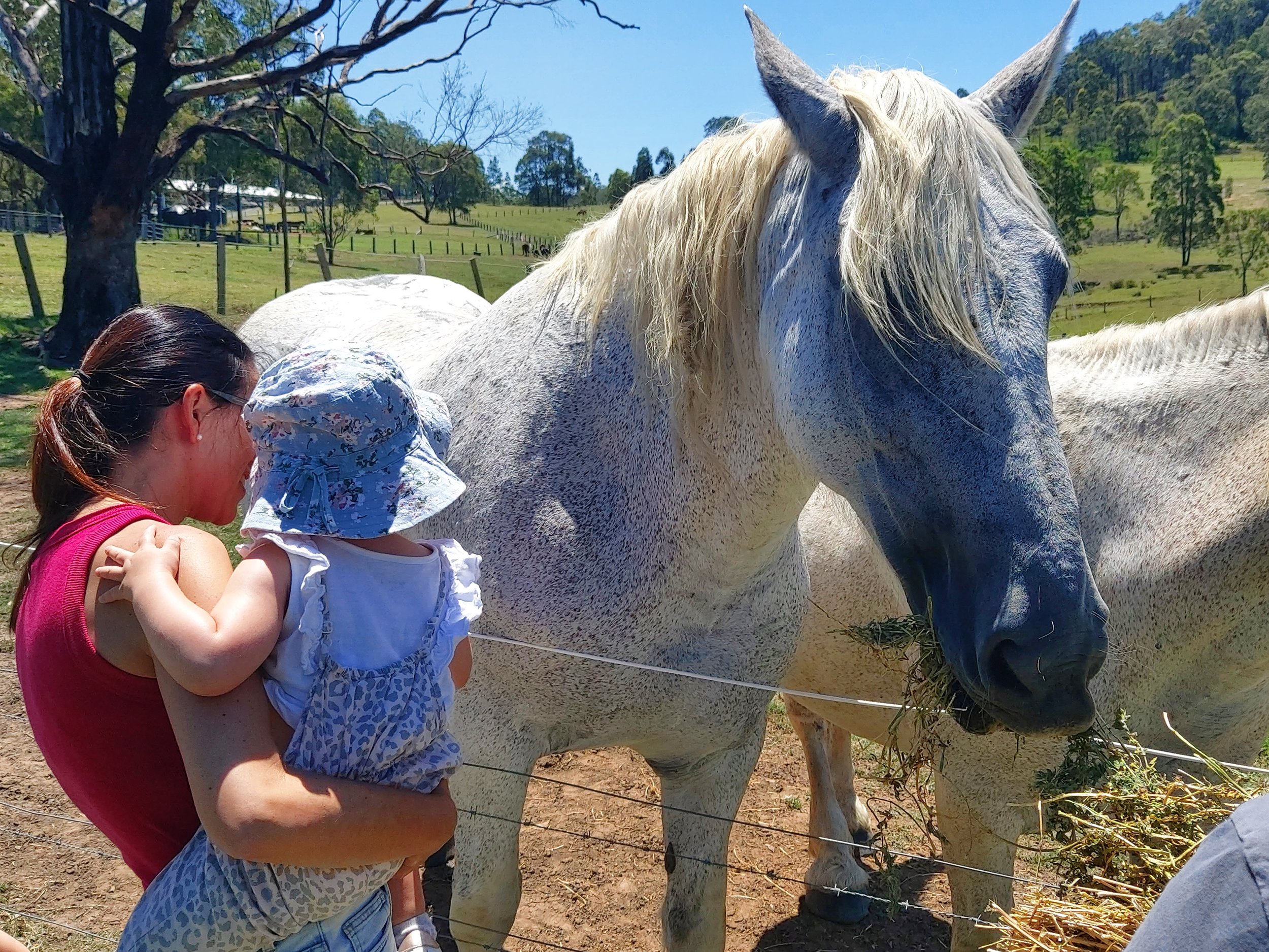 horse riding hunter valley