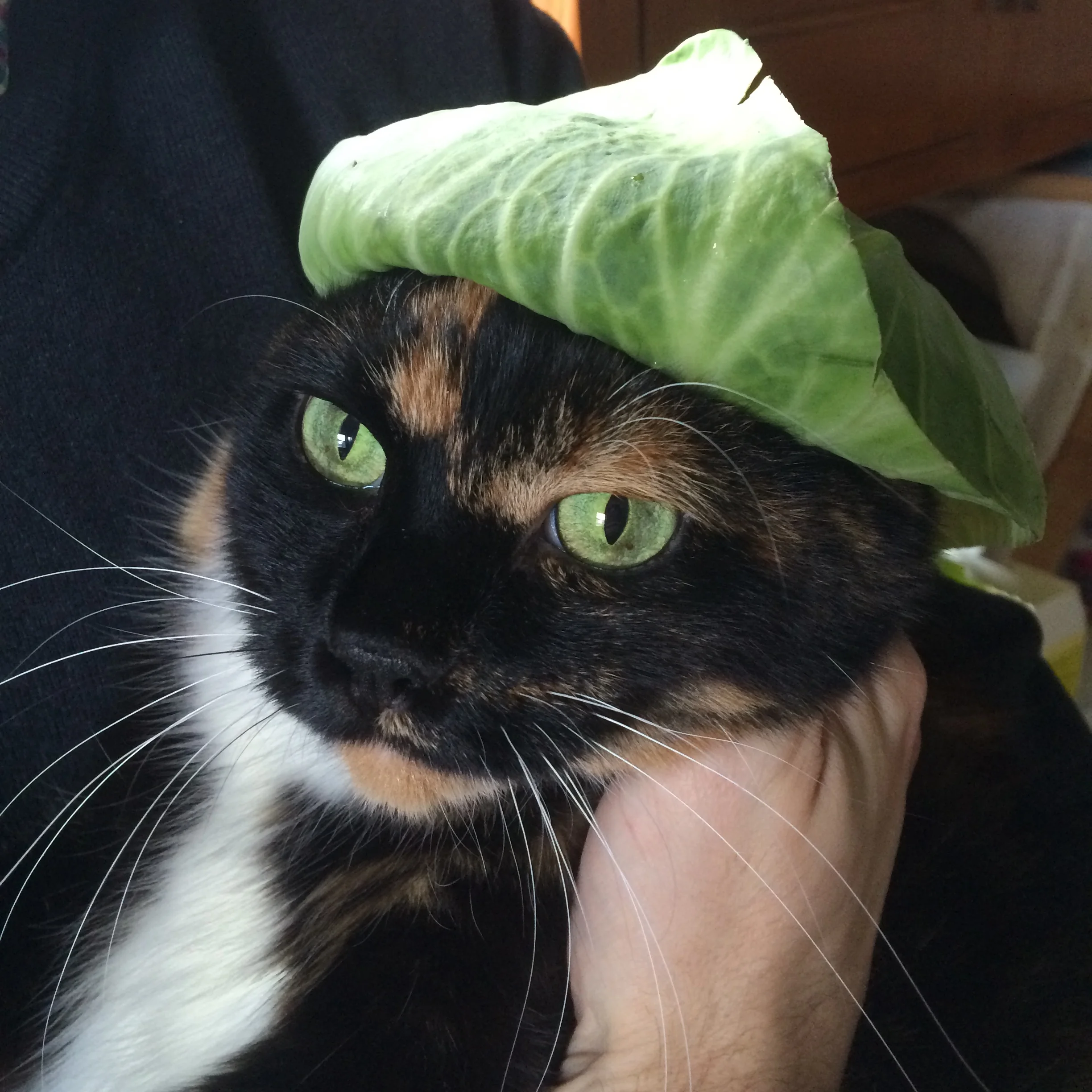 Zelda the cat