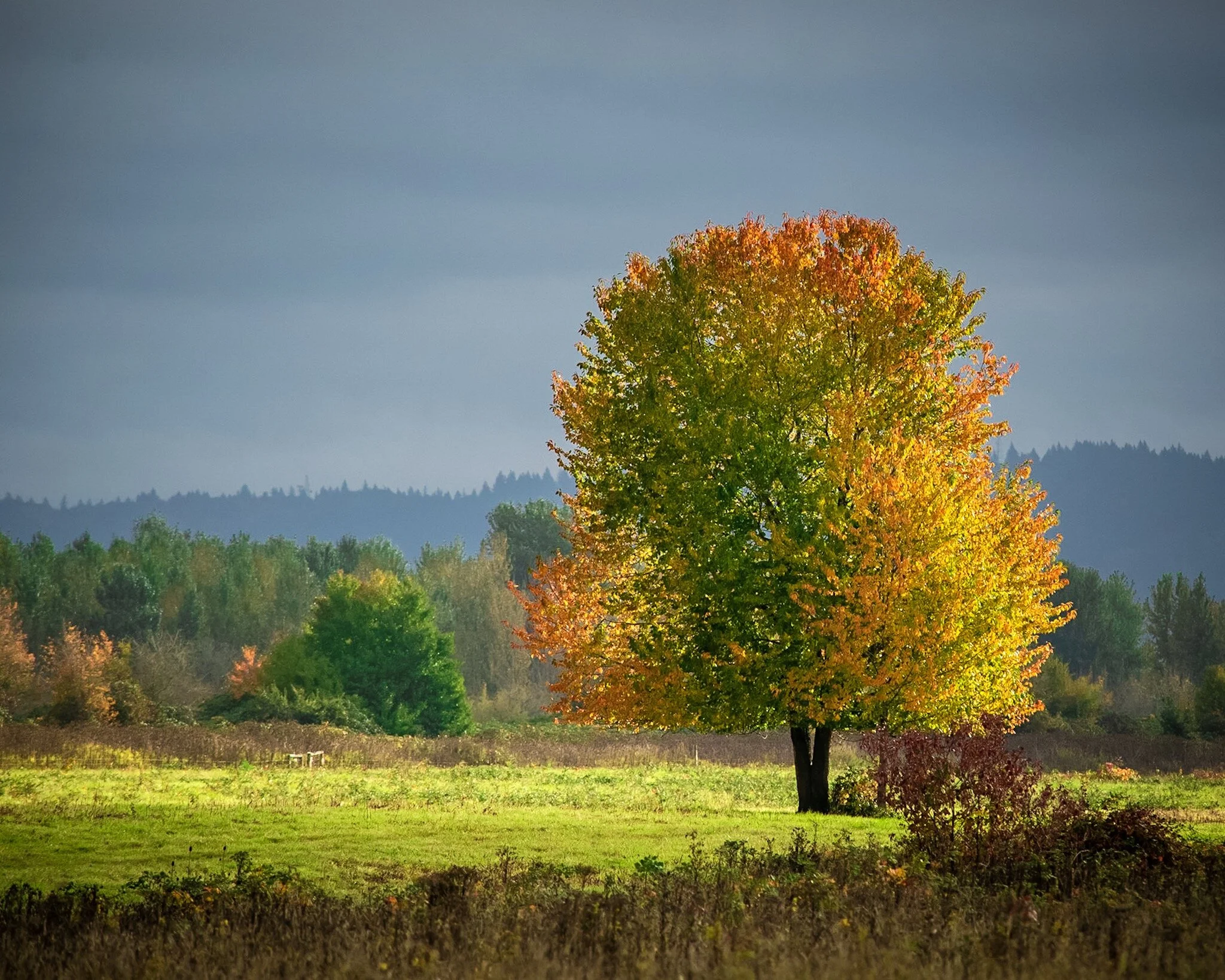 Fall tree in the sun