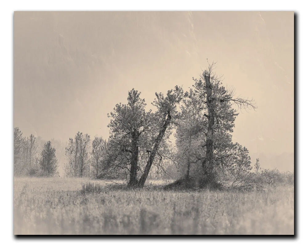 Tall Trees 75