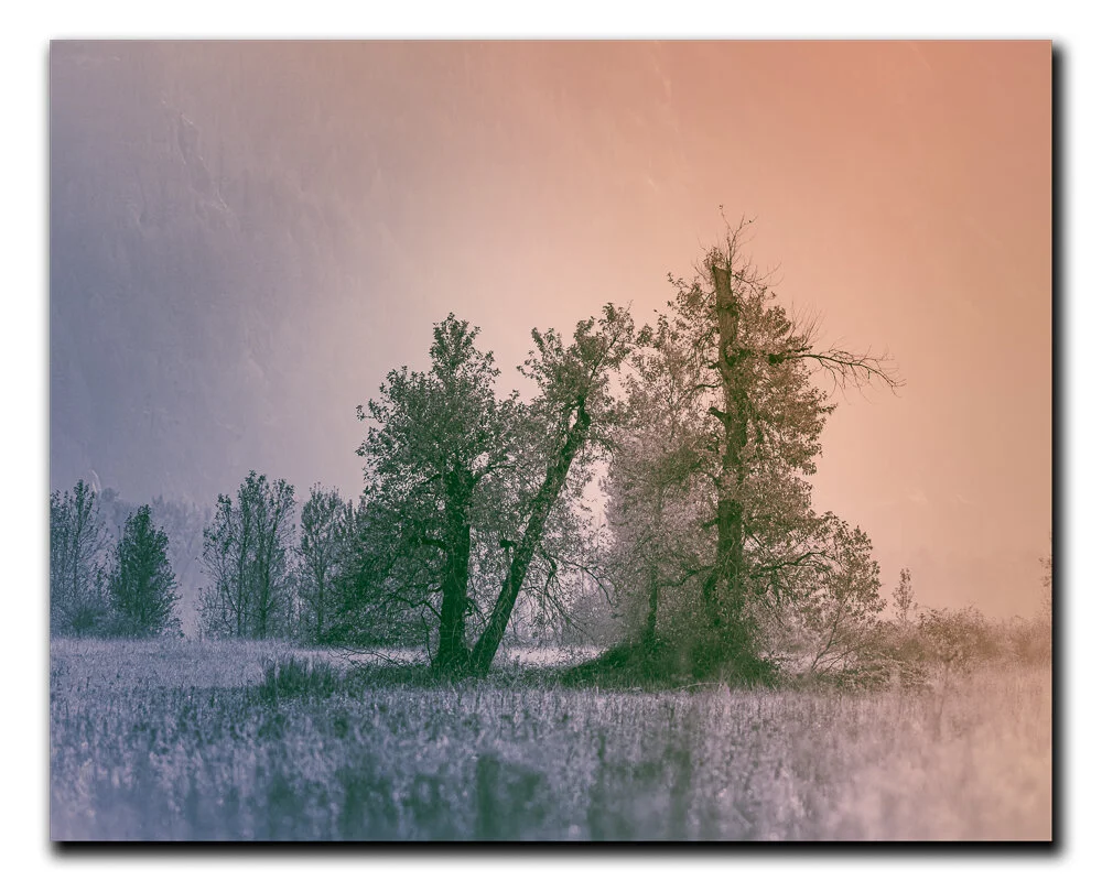 Painted Tall Trees 52