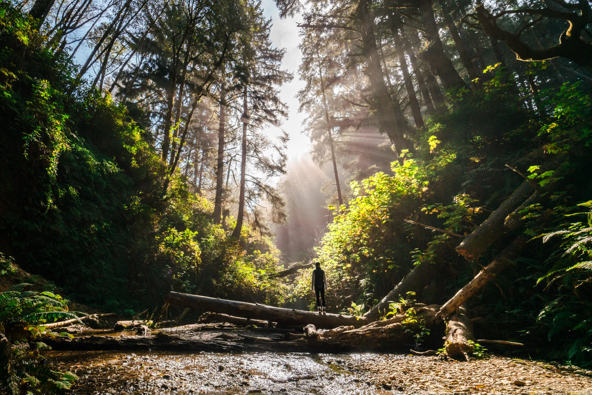 20171018_PDX>Redwoods_MM_0898-2.jpg