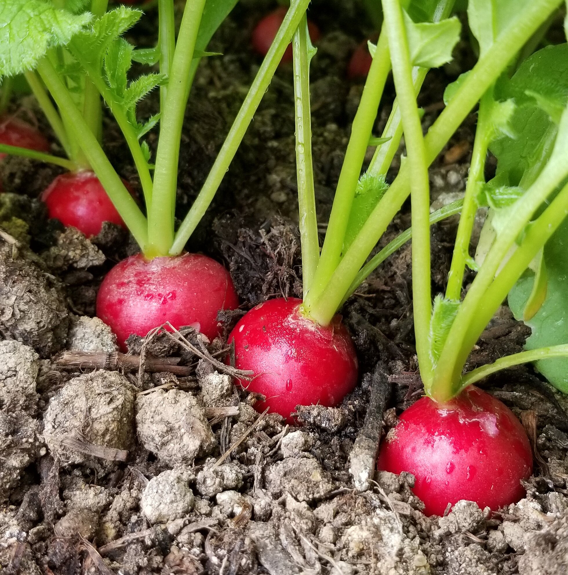 radish.jpg