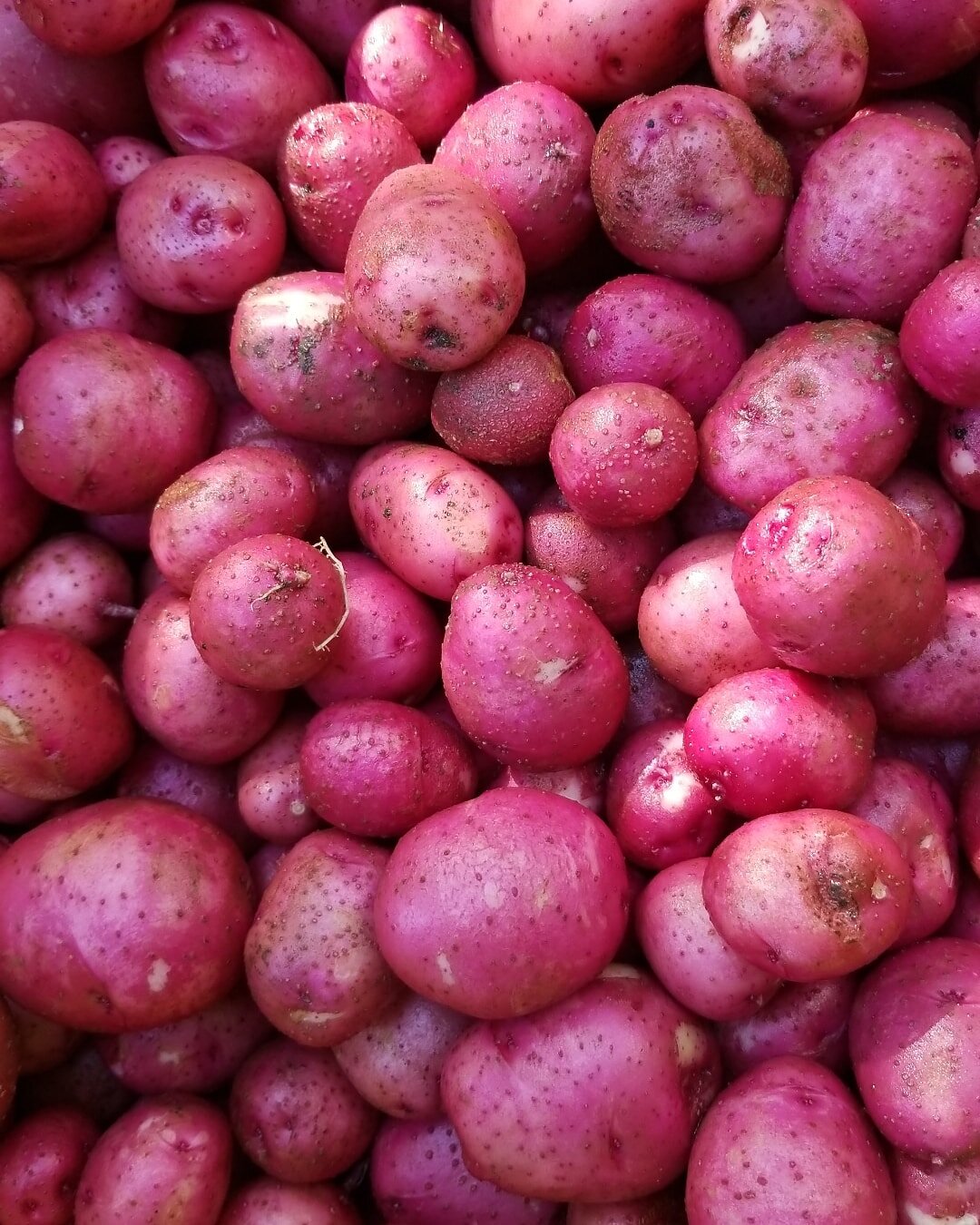 redpotatoes.jpg