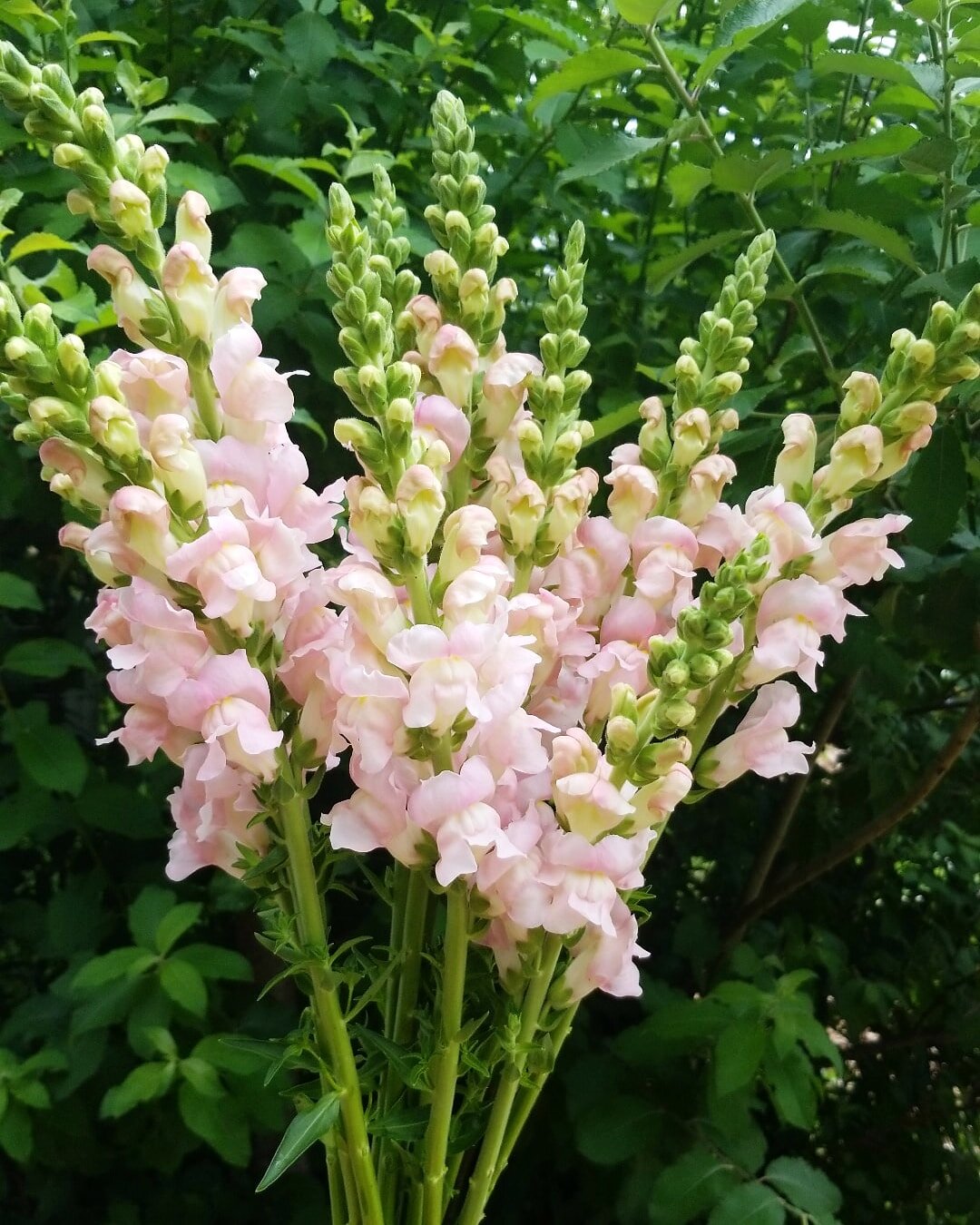 snapdragons.jpg