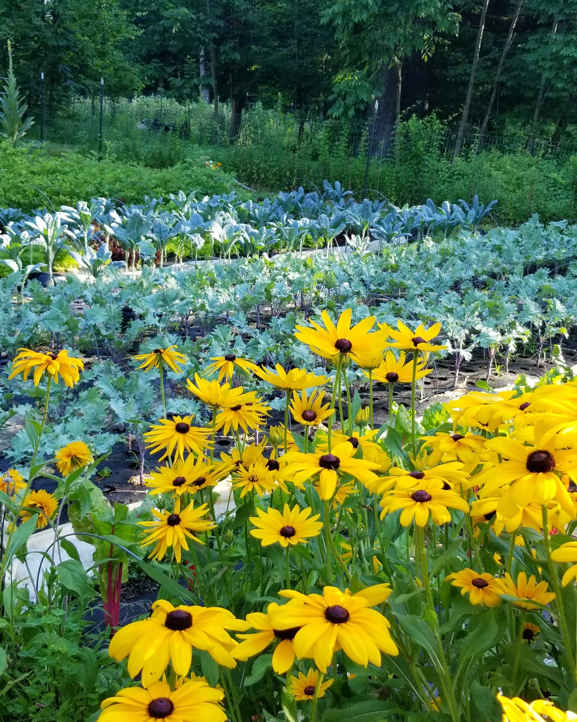 rudbeckia field.jpg