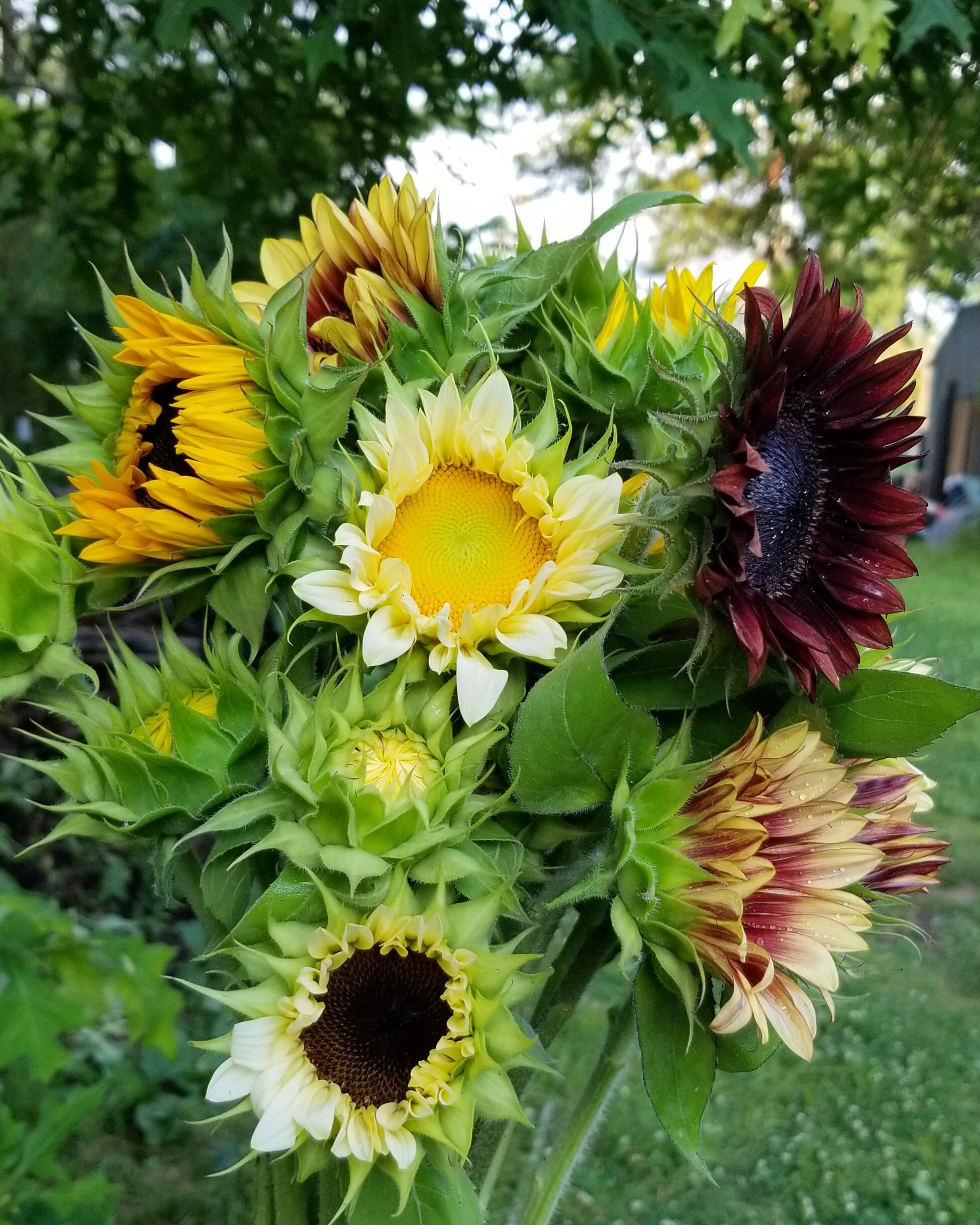 sunflower mix.jpg