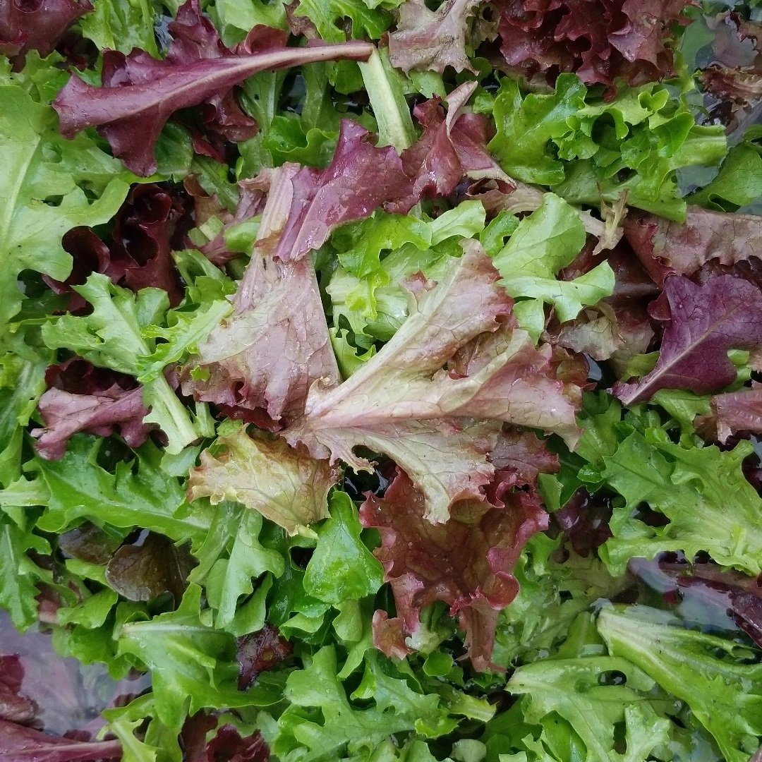 lettuce.jpg