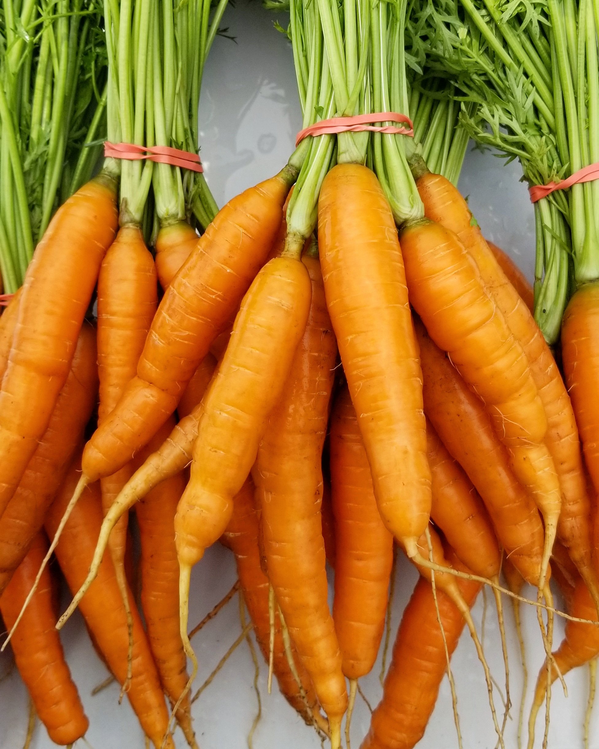 carrot bunch.jpg