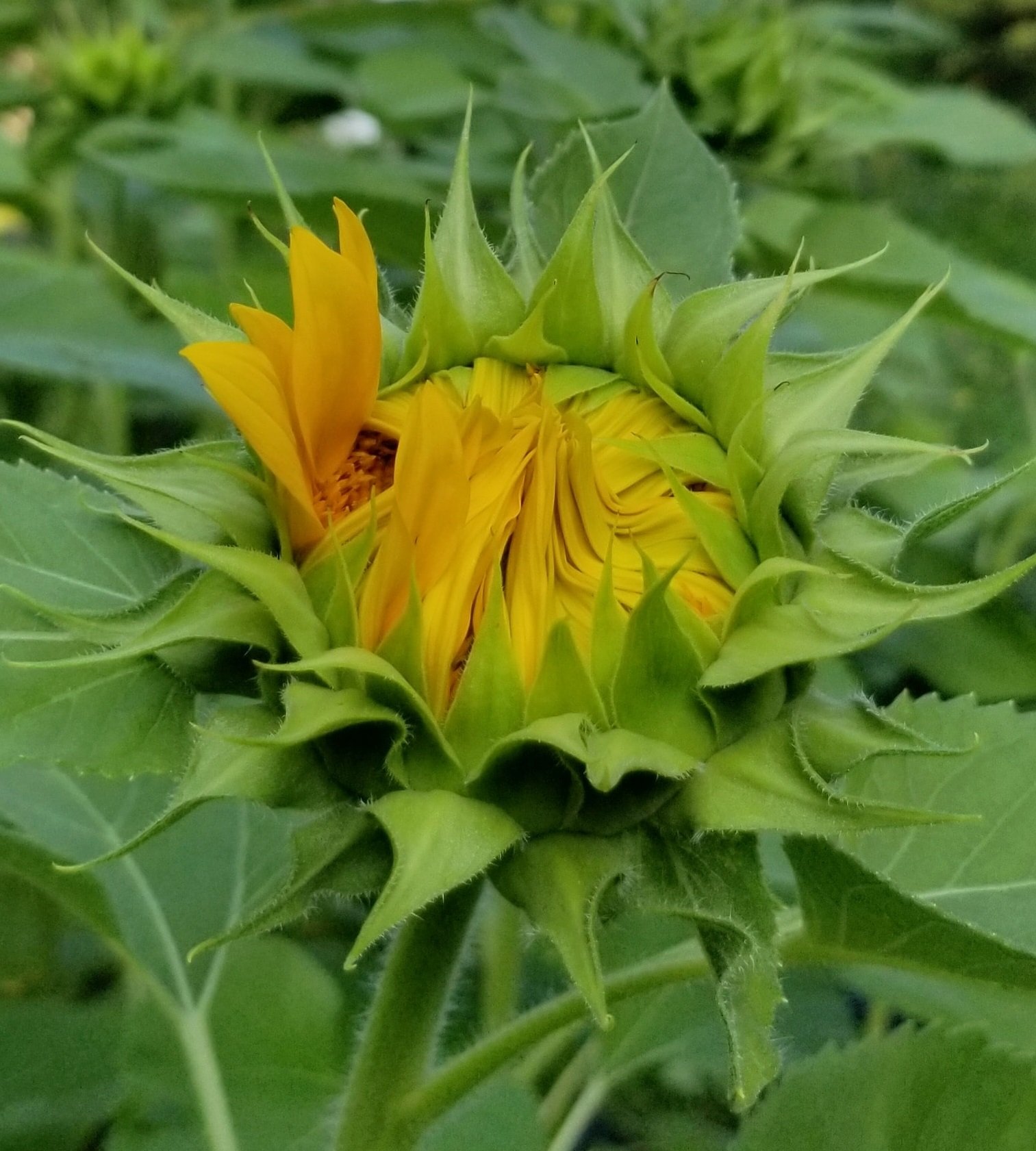 opening sunflower.jpg