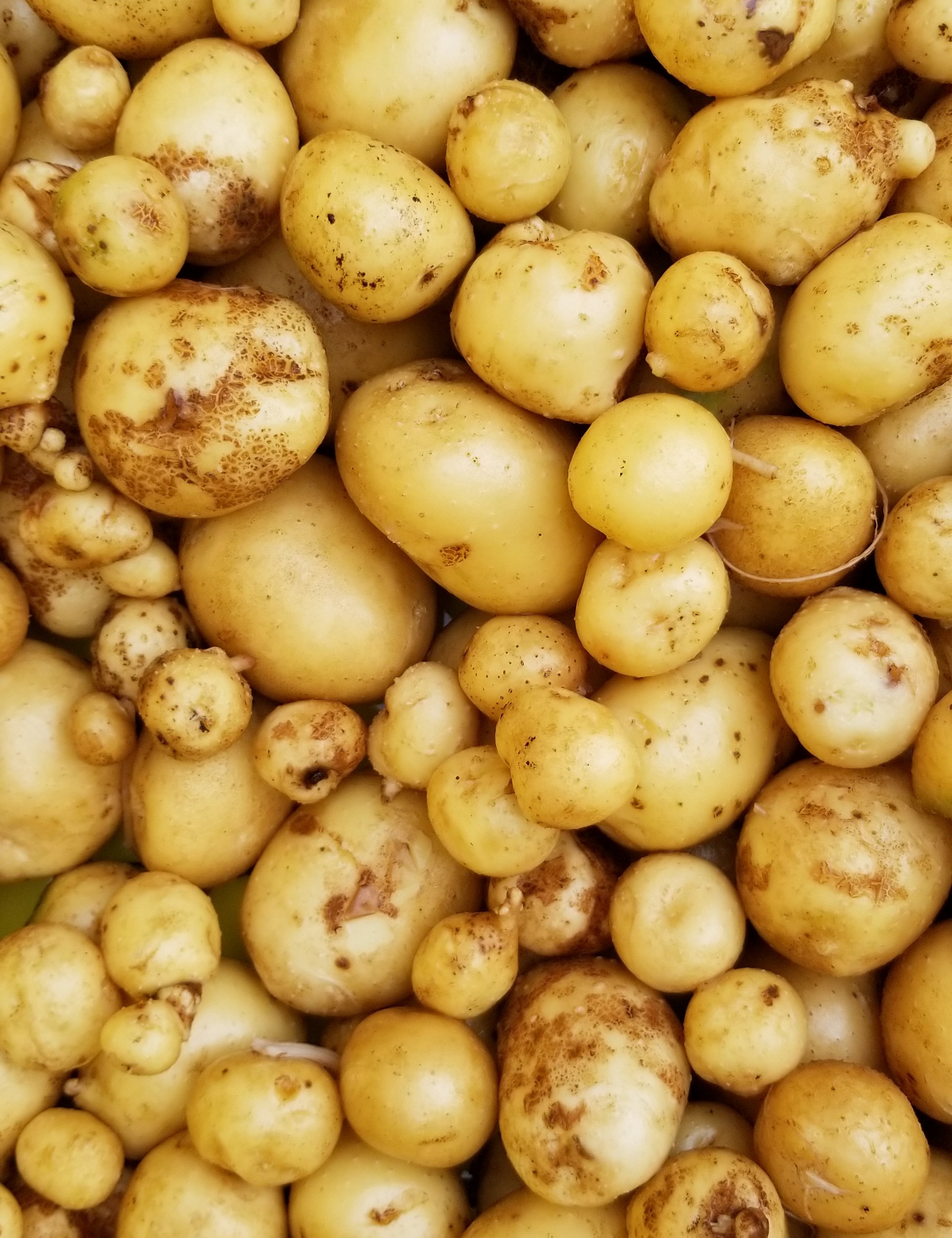 goldpotatoes.jpg