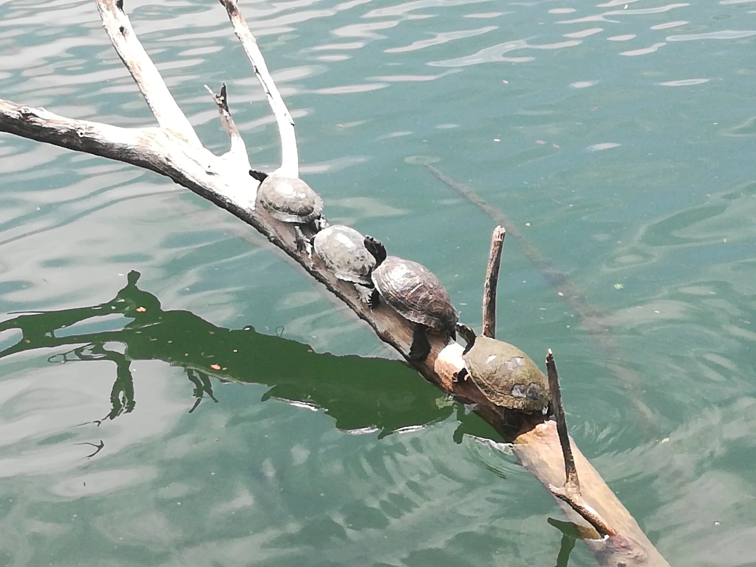 Turtles in Lady Bird Lake close to downtown, Austin.