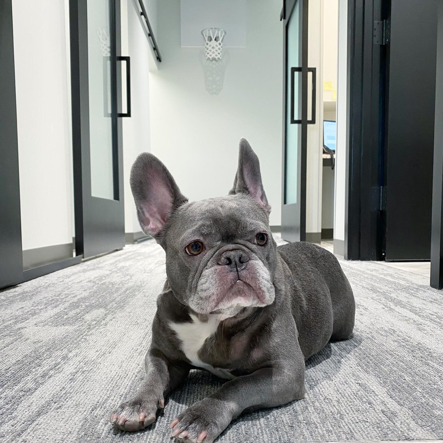 Happy 6th birthday to our beloved Muggsy, everyone&rsquo;s favorite little greeter!
.
.
.
#seattledentist #seattleorthodontist #belltowndentist #belltownorthodontist #dentist #orthodontist #dentistry #orthodontics #dentaloffice #dental #frenchbulldog