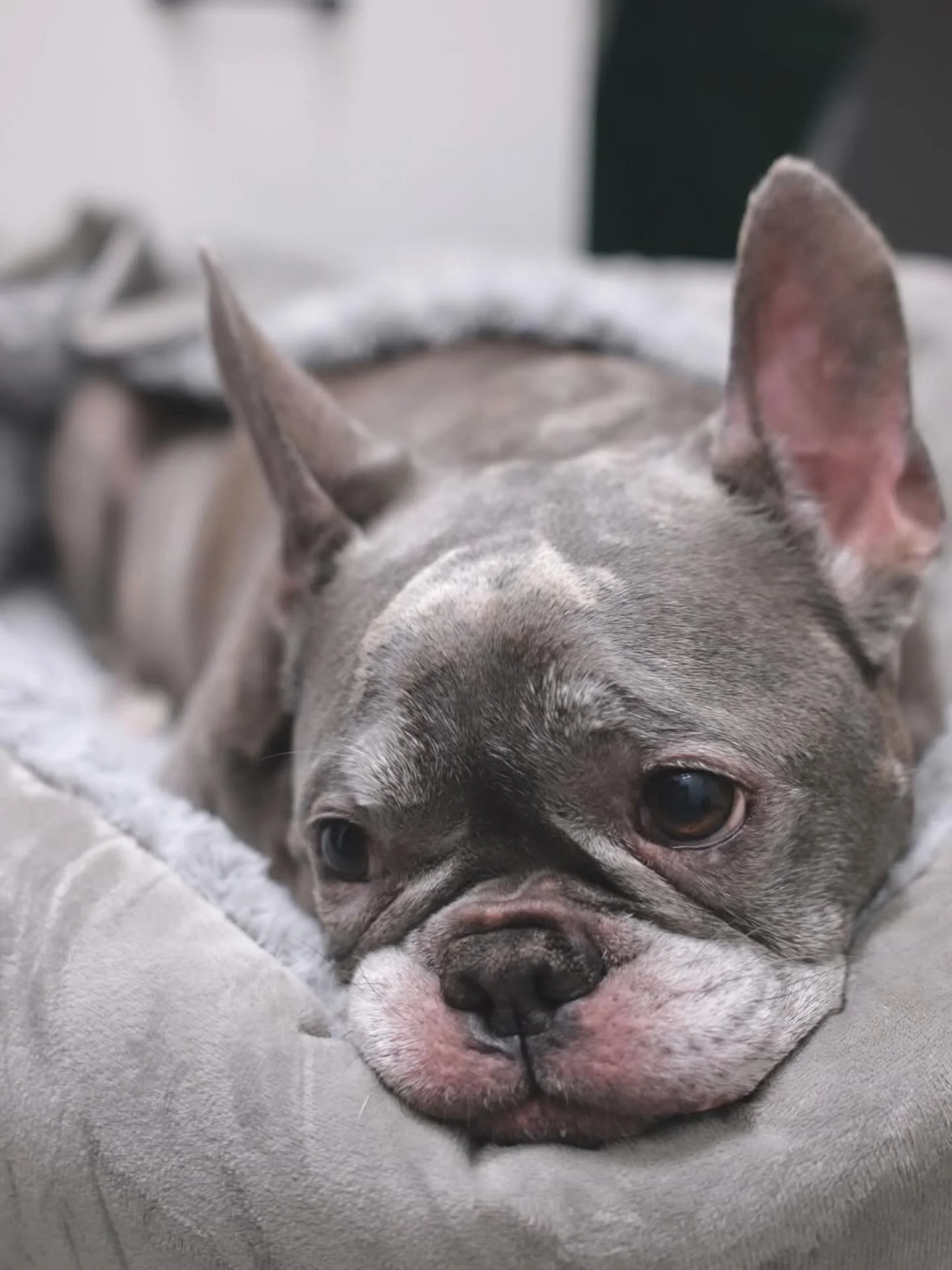 It is with heavy hearts that we share the sad news that our precious Muggsy went to heaven. 
For almost 11 years, Muggsy has been by our side through every major milestone of our lives, including building The Smile Space from the ground up. She came 