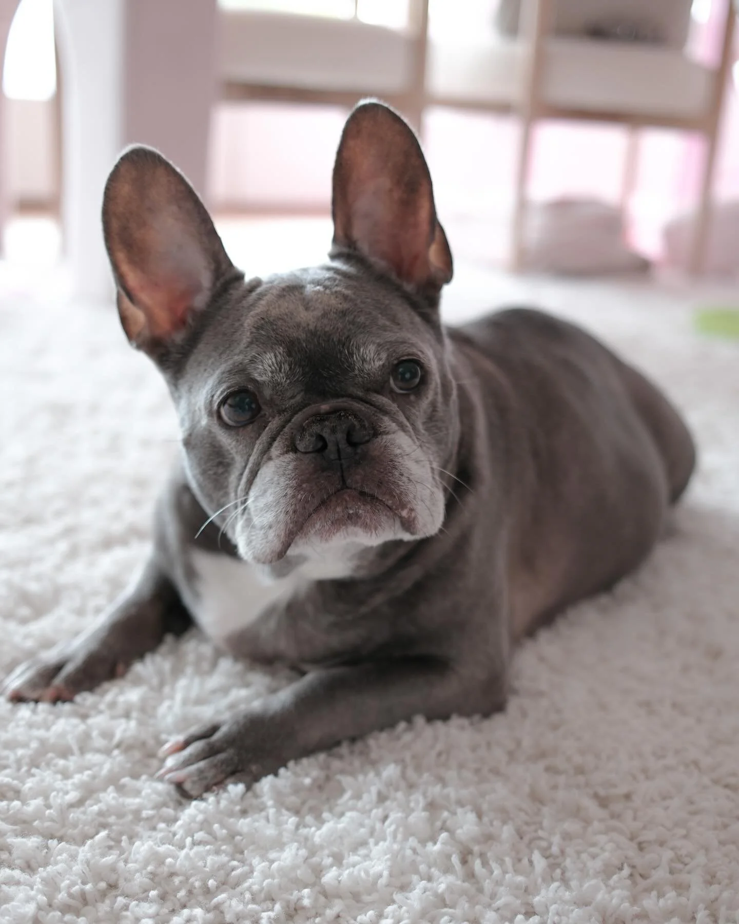 Happy 10th birthday to our precious girl, Muggsy! We love you so much!