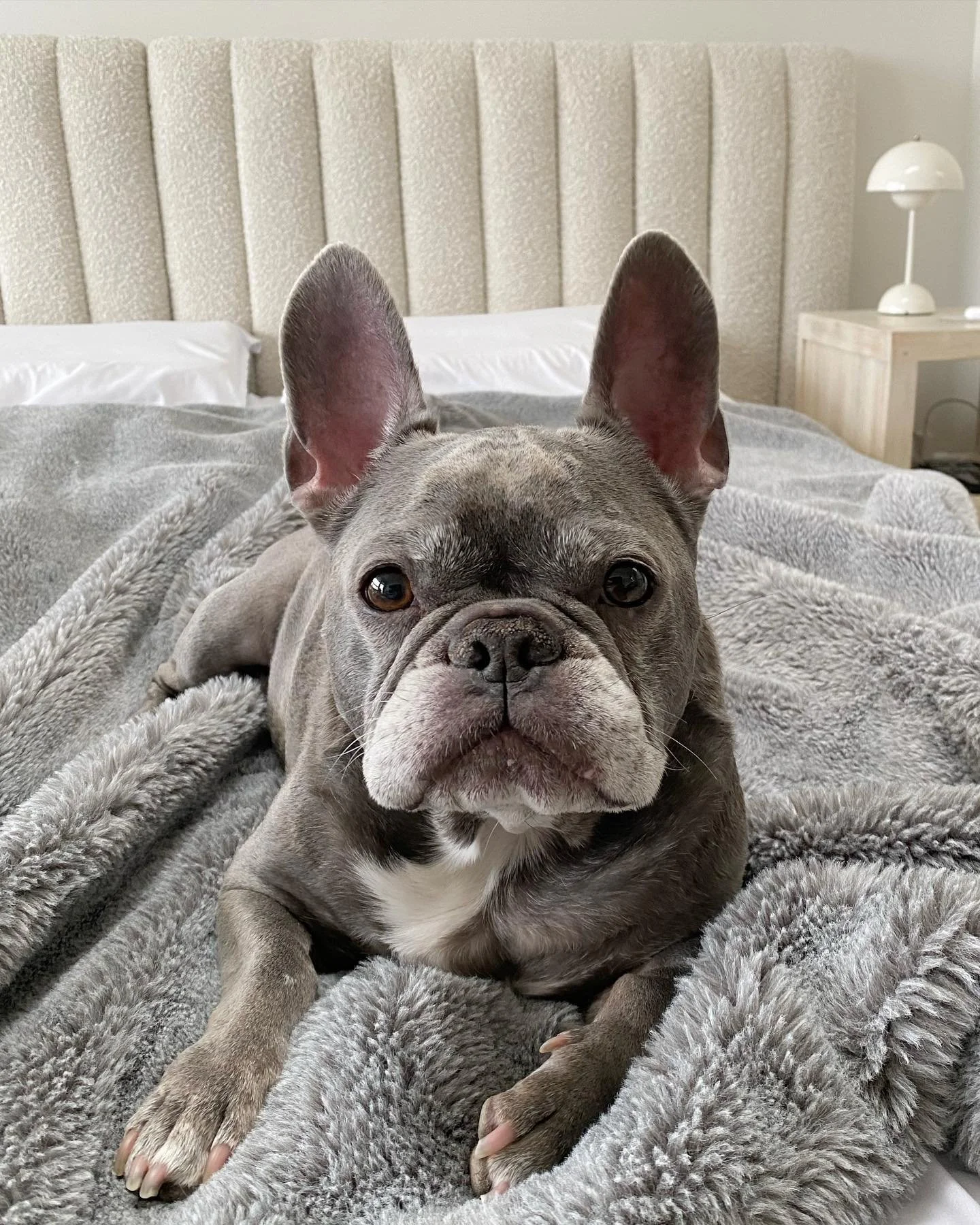 Happy 9th Birthday to our sweet Muggsy 🥳
