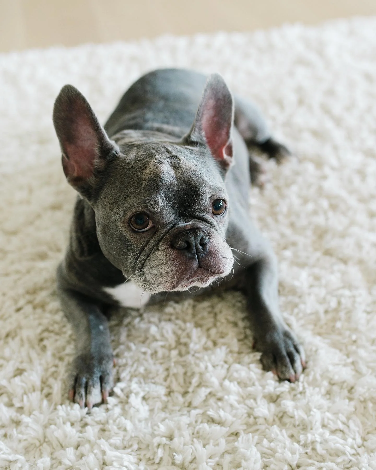 Happy Tuesday, Seattle!
.
.
.
#officedog #frenchbulldog #frenchie
#seattledentist #seattleorthodontist #belltowndentist #belltownorthodontist #dentist #orthodontist #dentistry #orthodontics #dentaloffice  #dentalstartup #dental #smallbusiness #husban