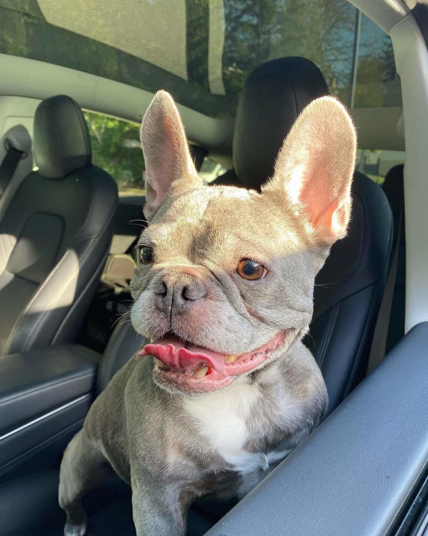 Happy 8th birthday, Muggsy! 🥳
Life at #thesmilespace wouldn&rsquo;t be the same without you! 
.
.
.
#officedog #frenchbulldog #frenchie #officegreeter #dentaldog #seattledentist #seattleorthodontist #belltowndentist #belltownorthodontist #dentist #o