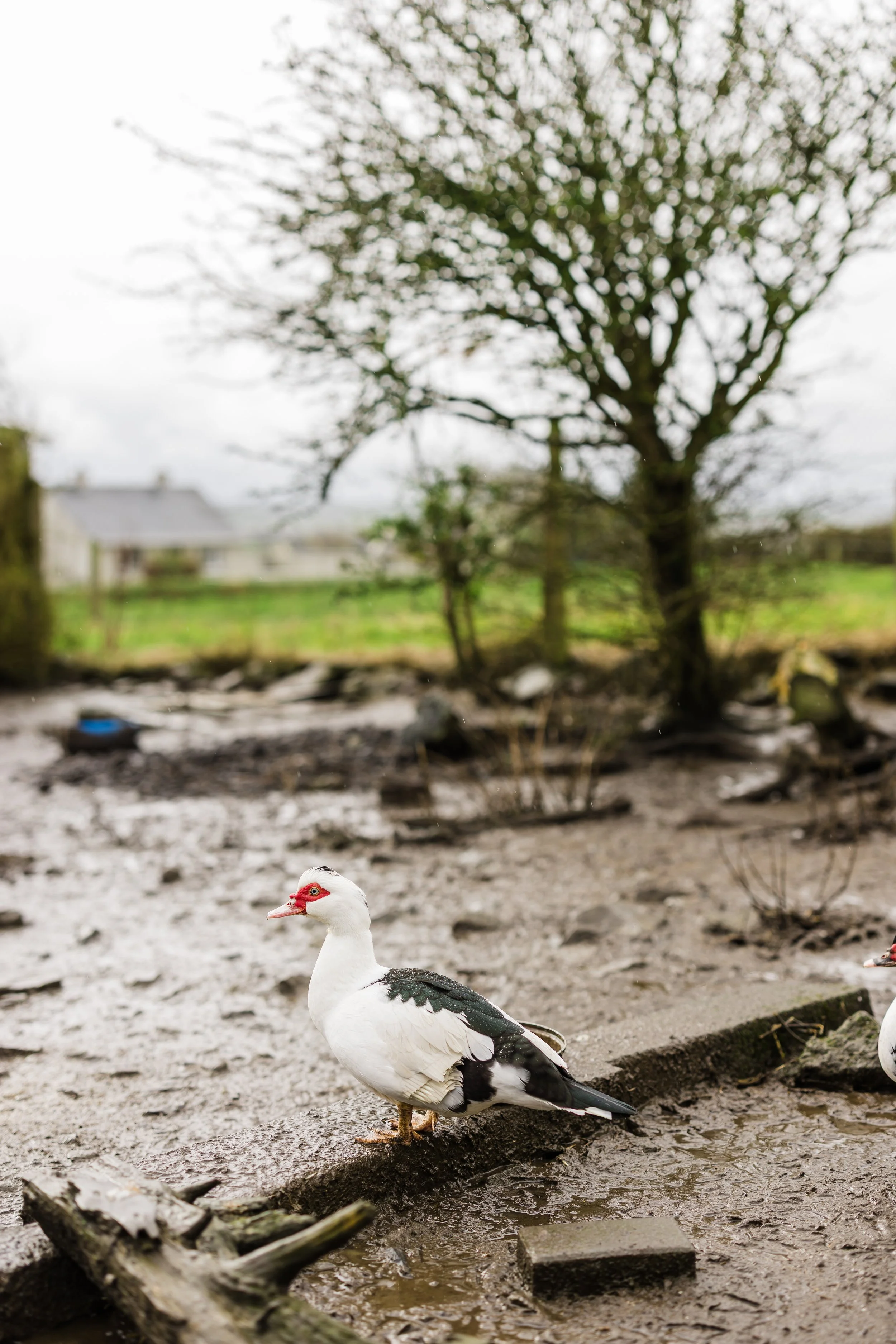 Farm Life &amp; Country Life Have Positive Effects in my Wedding Photography