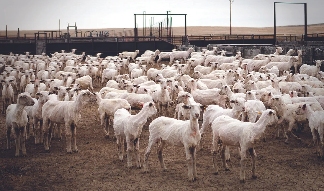shavedsheep.jpg
