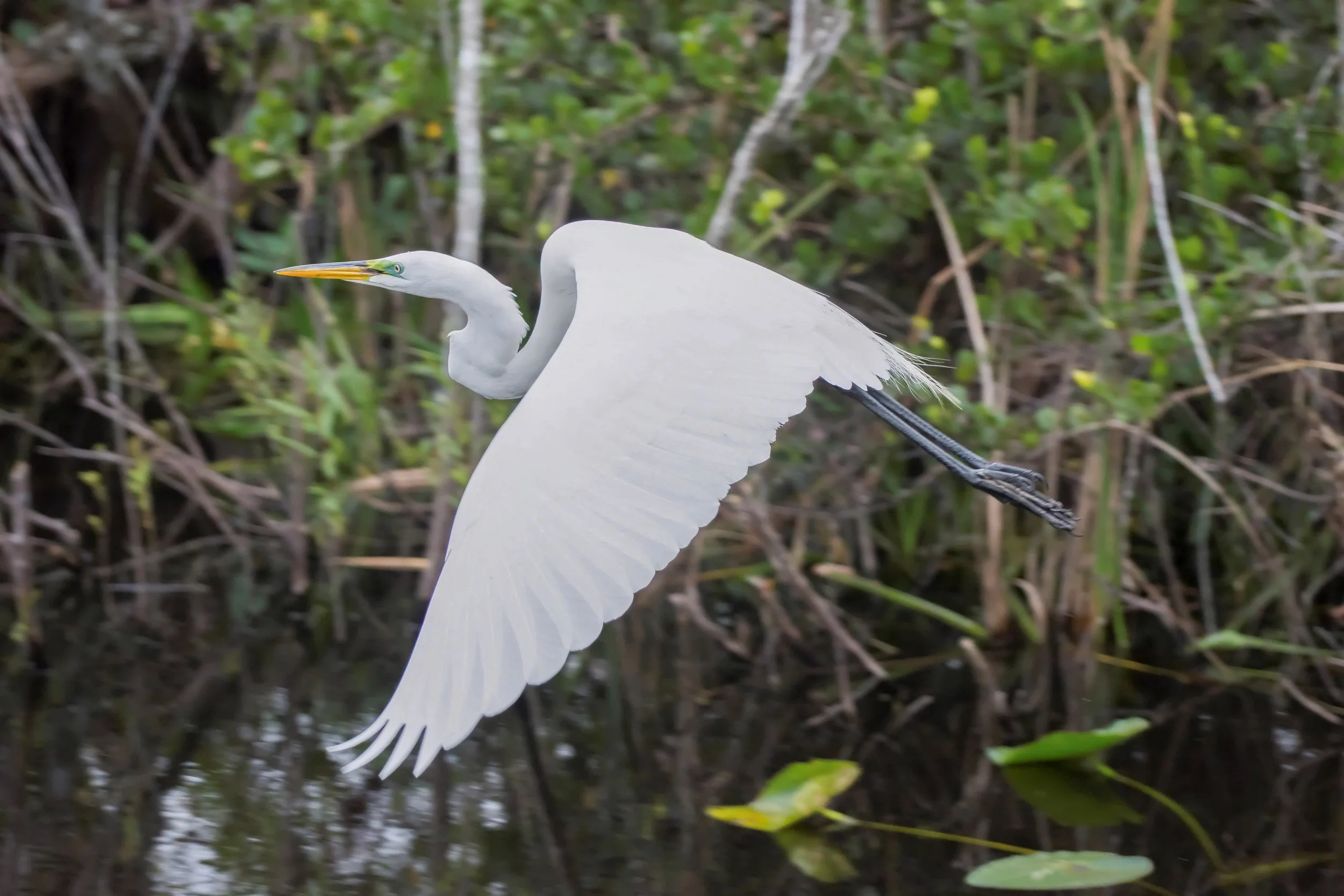 180128_florida_0465-Edit.JPG