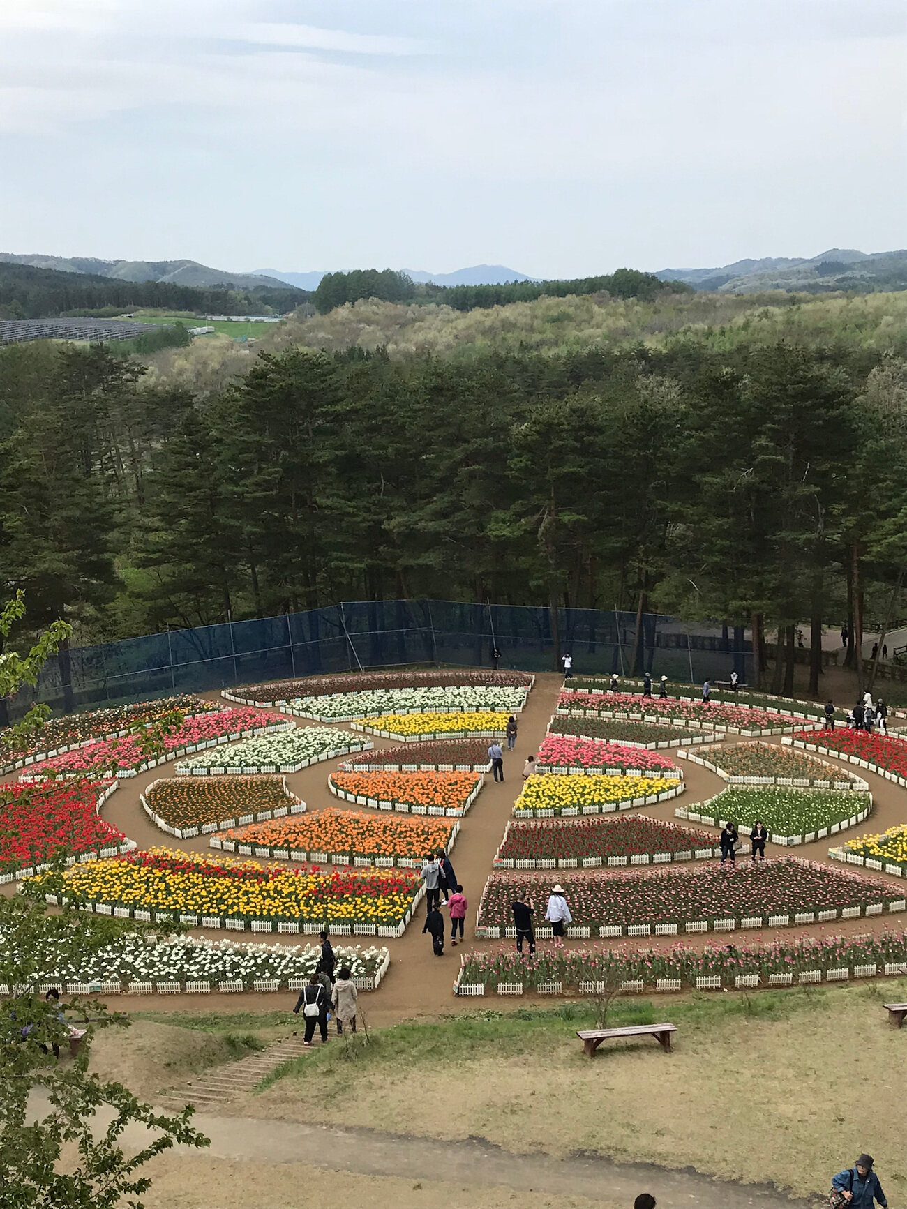 Tulips in Iwate