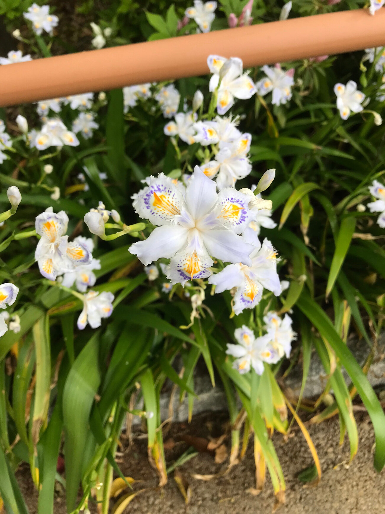 Pale Blue Iris