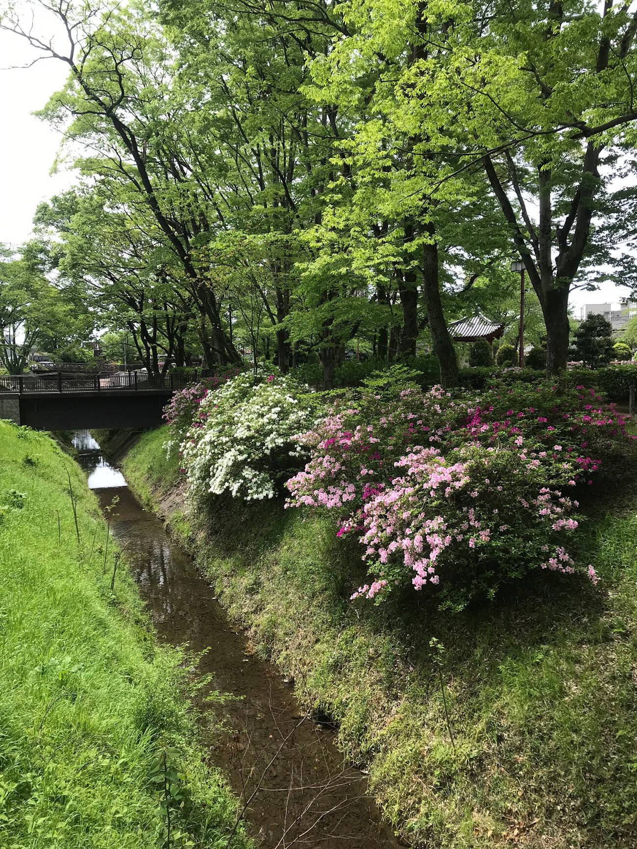 Flower Bushes in Gifu