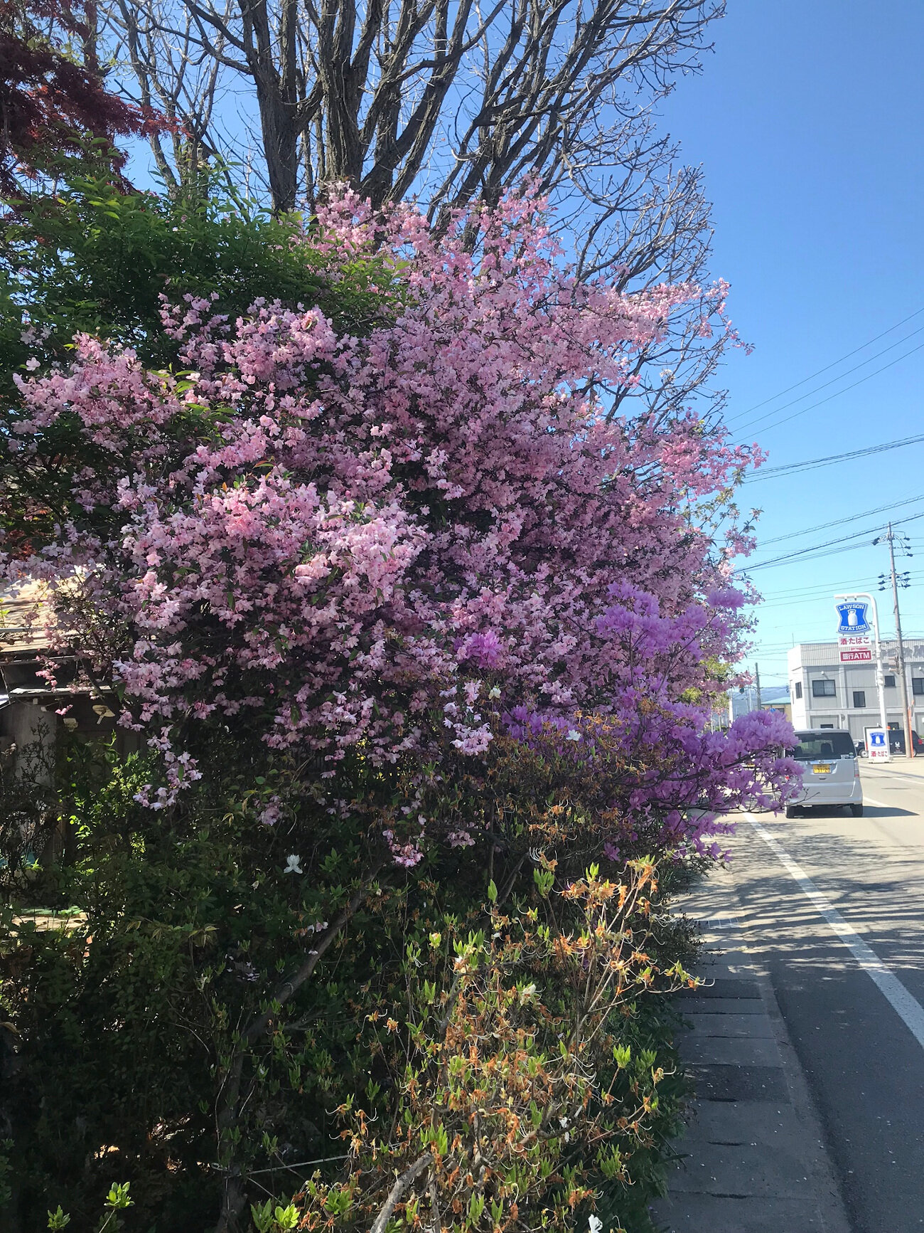 Flowering Bush in Takayama