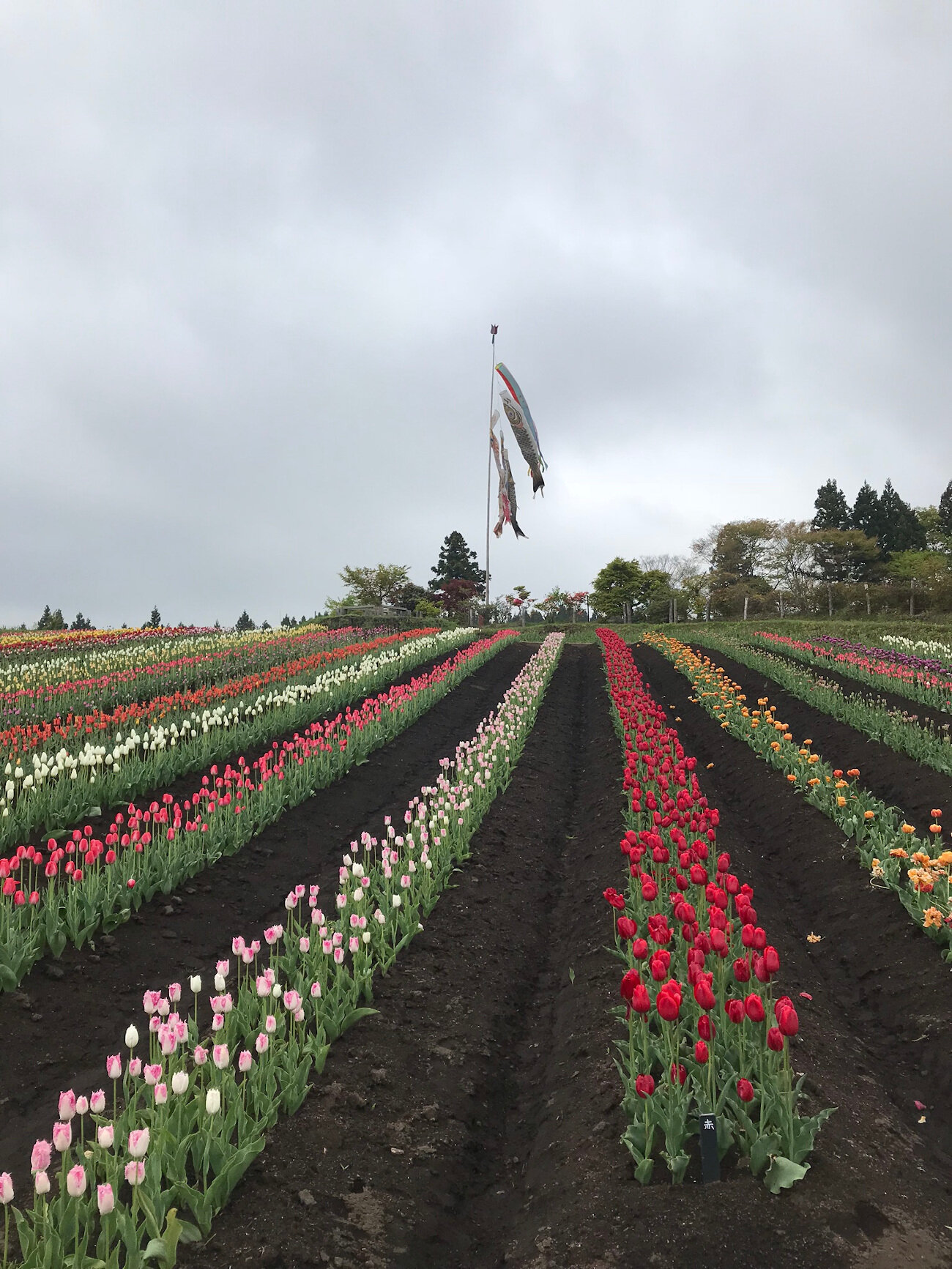Tulips in Gonohe