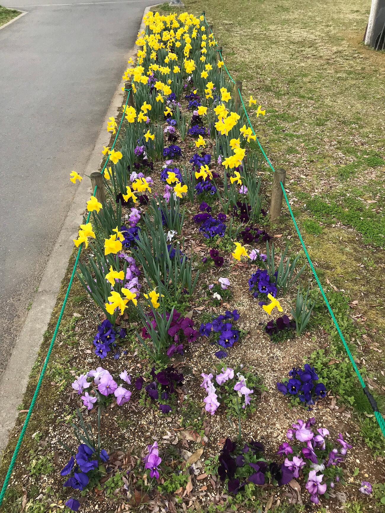 Pansies in Mito