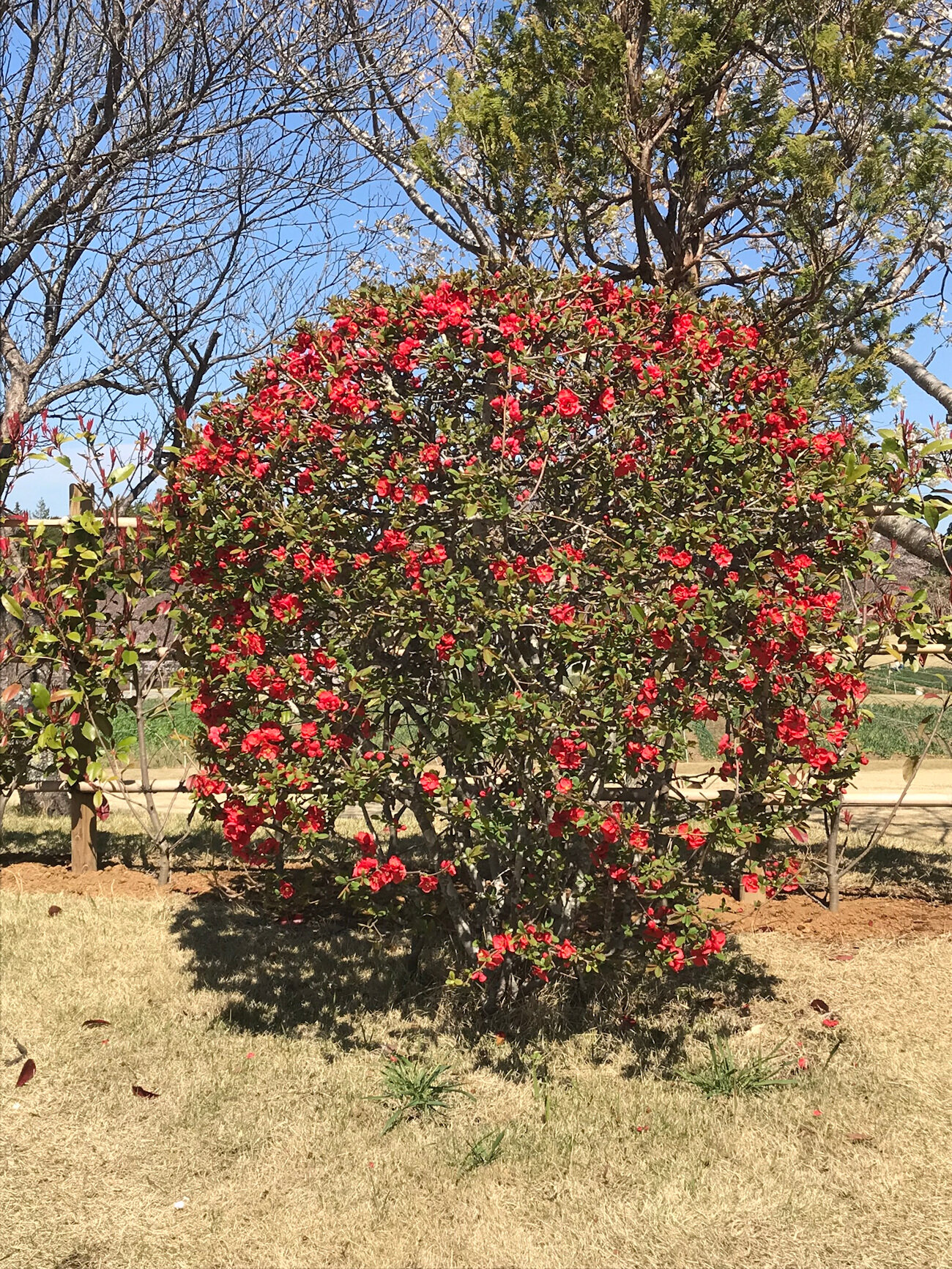 Red Flowering Bush
