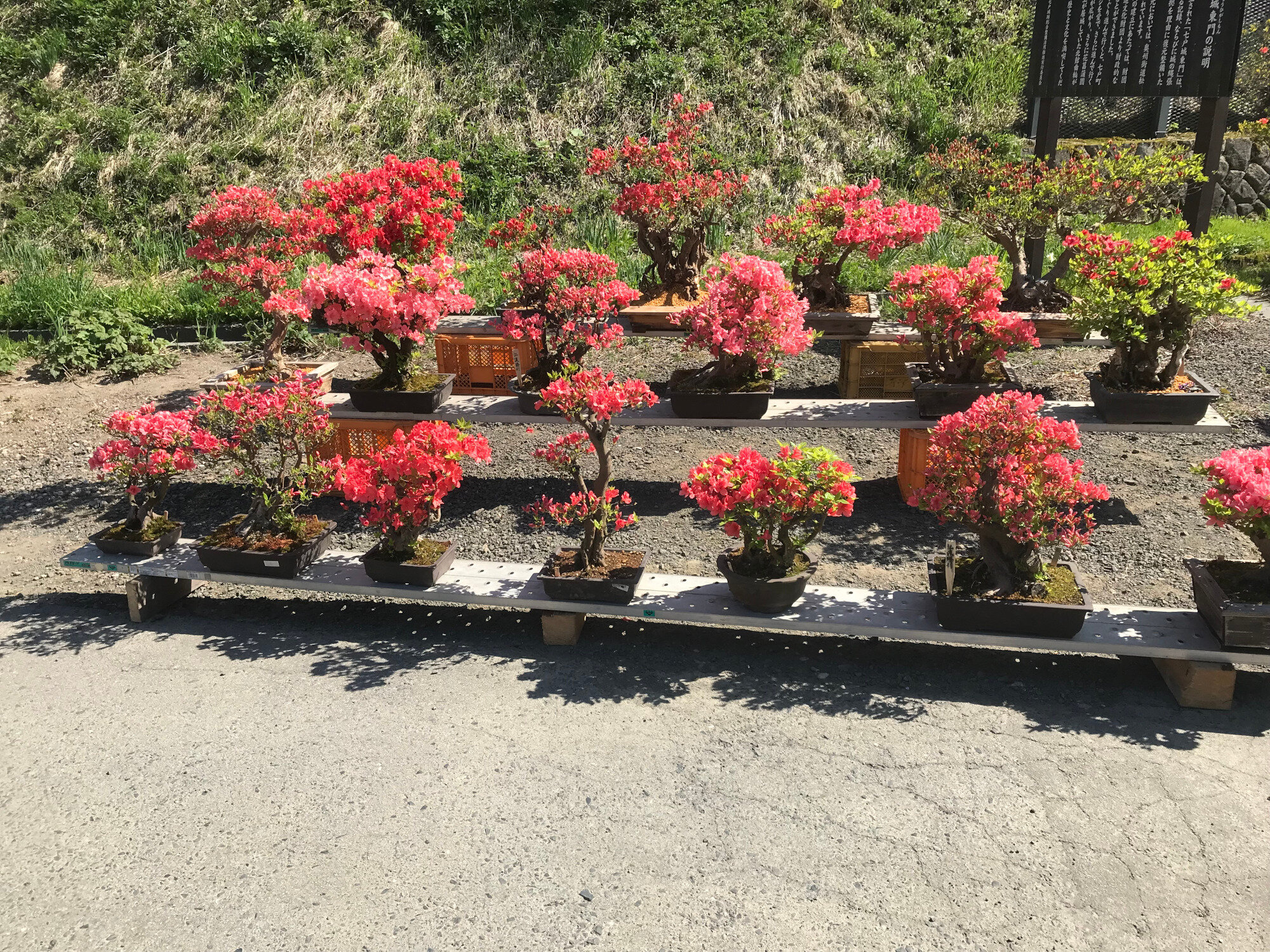 Azalea in Aomori