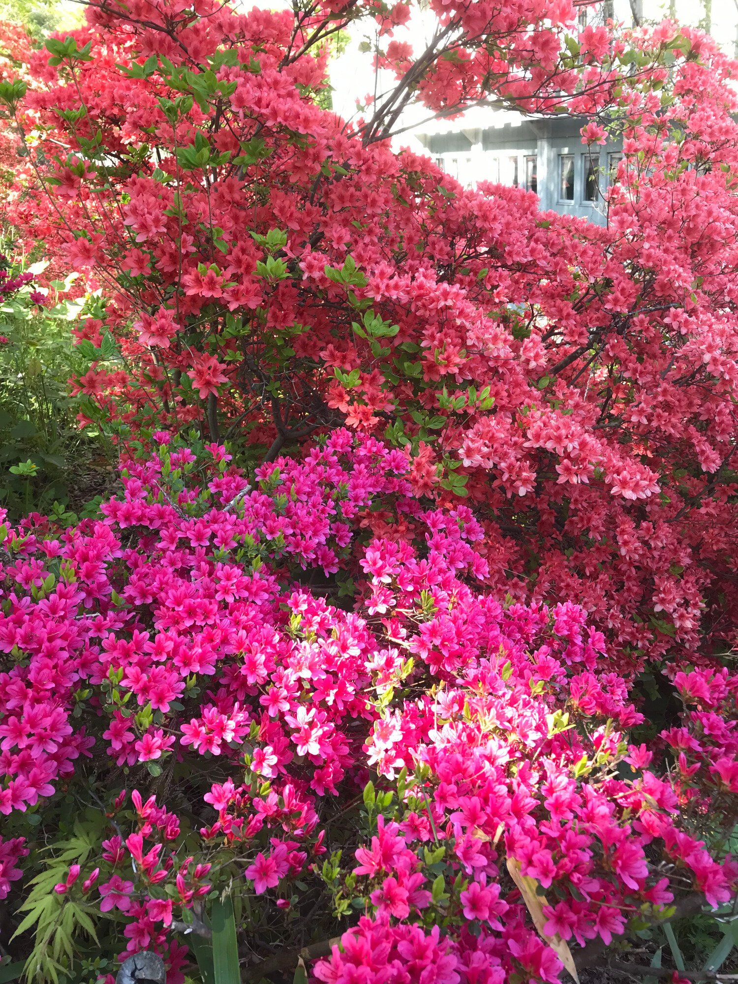 Azaleas in Aomori