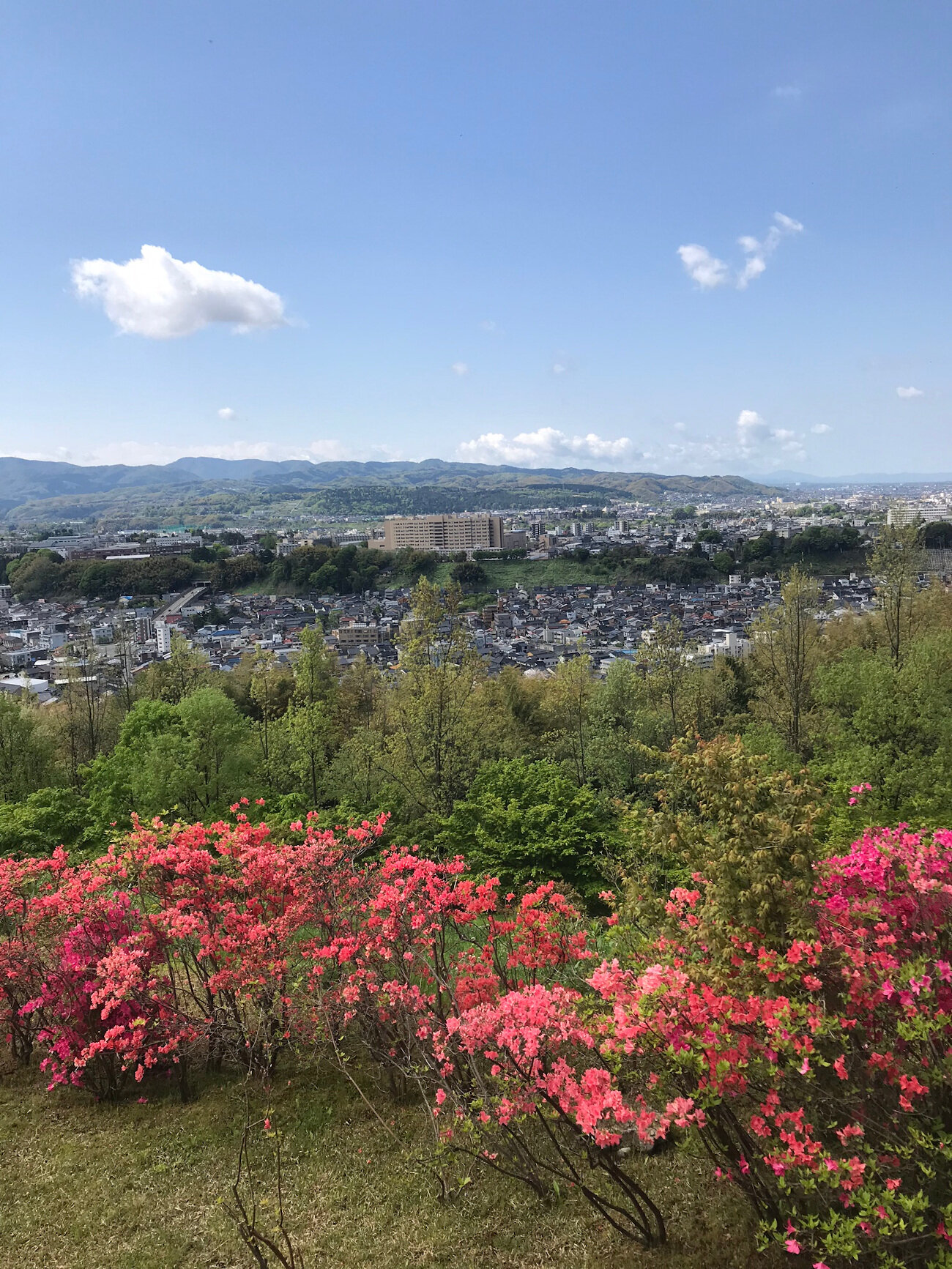 Flowering Bushes in Kanazawa