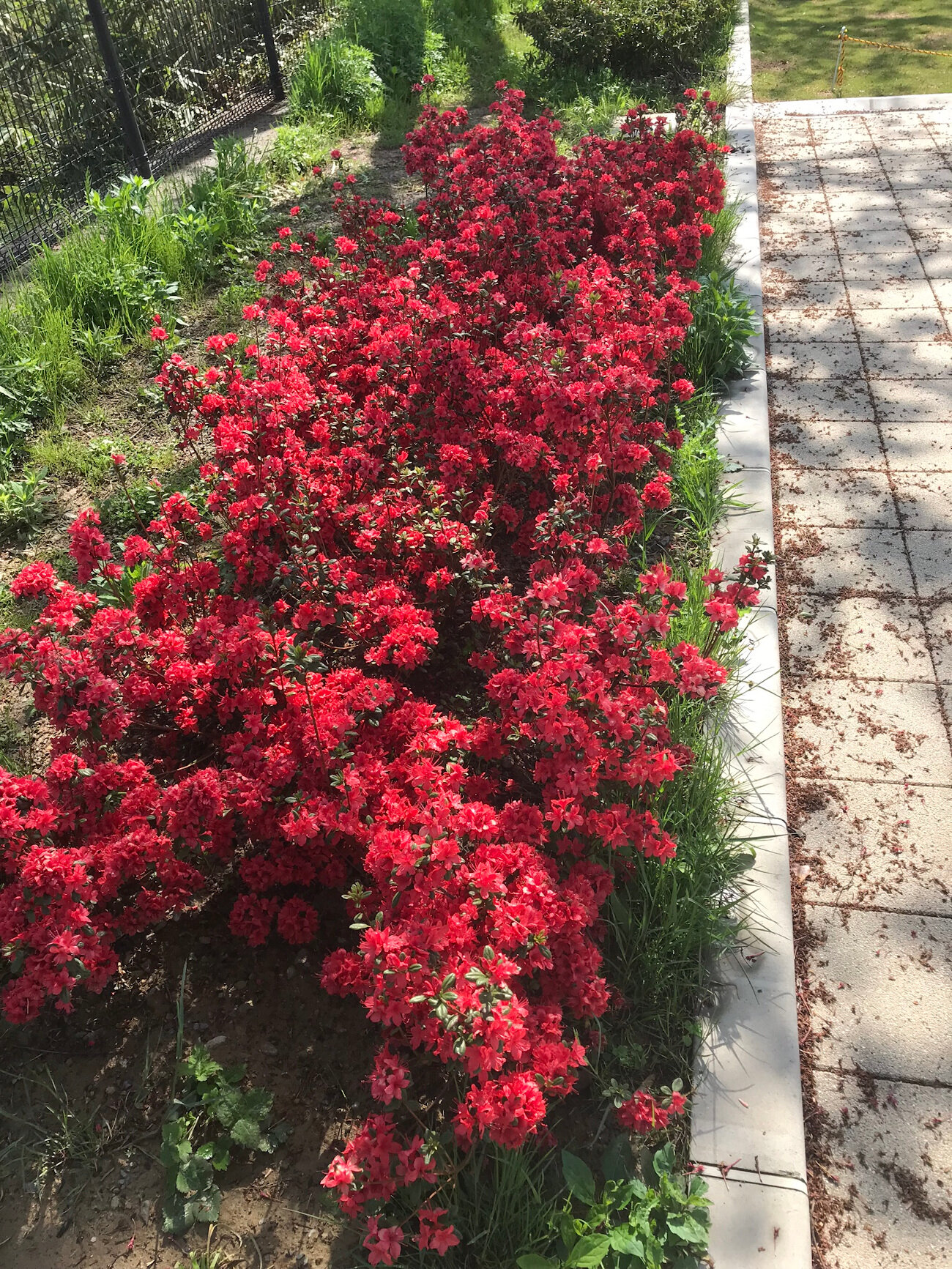 Red Flowering Bushes in Kanazawa
