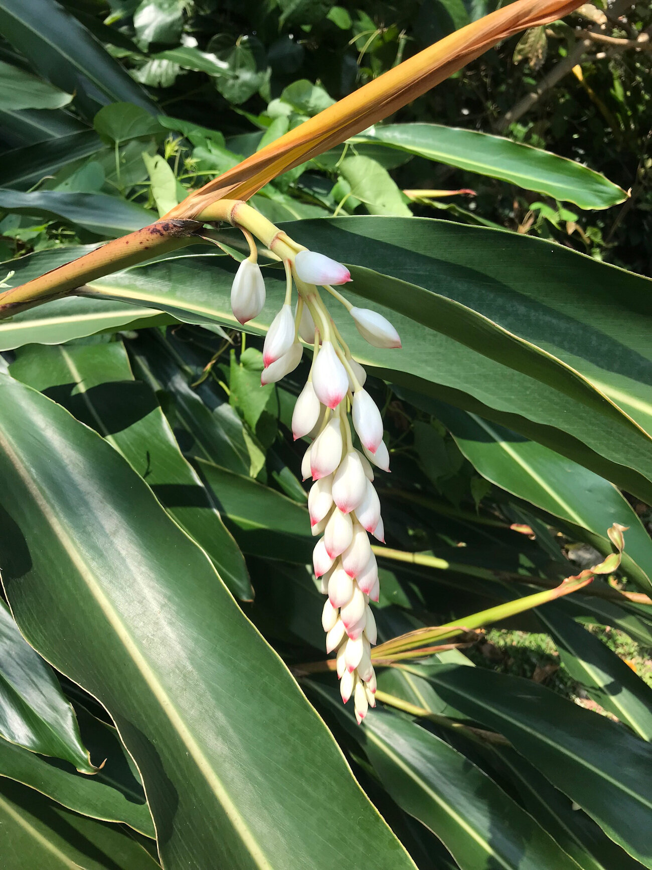 Tropical Flower on Ishigaki Island