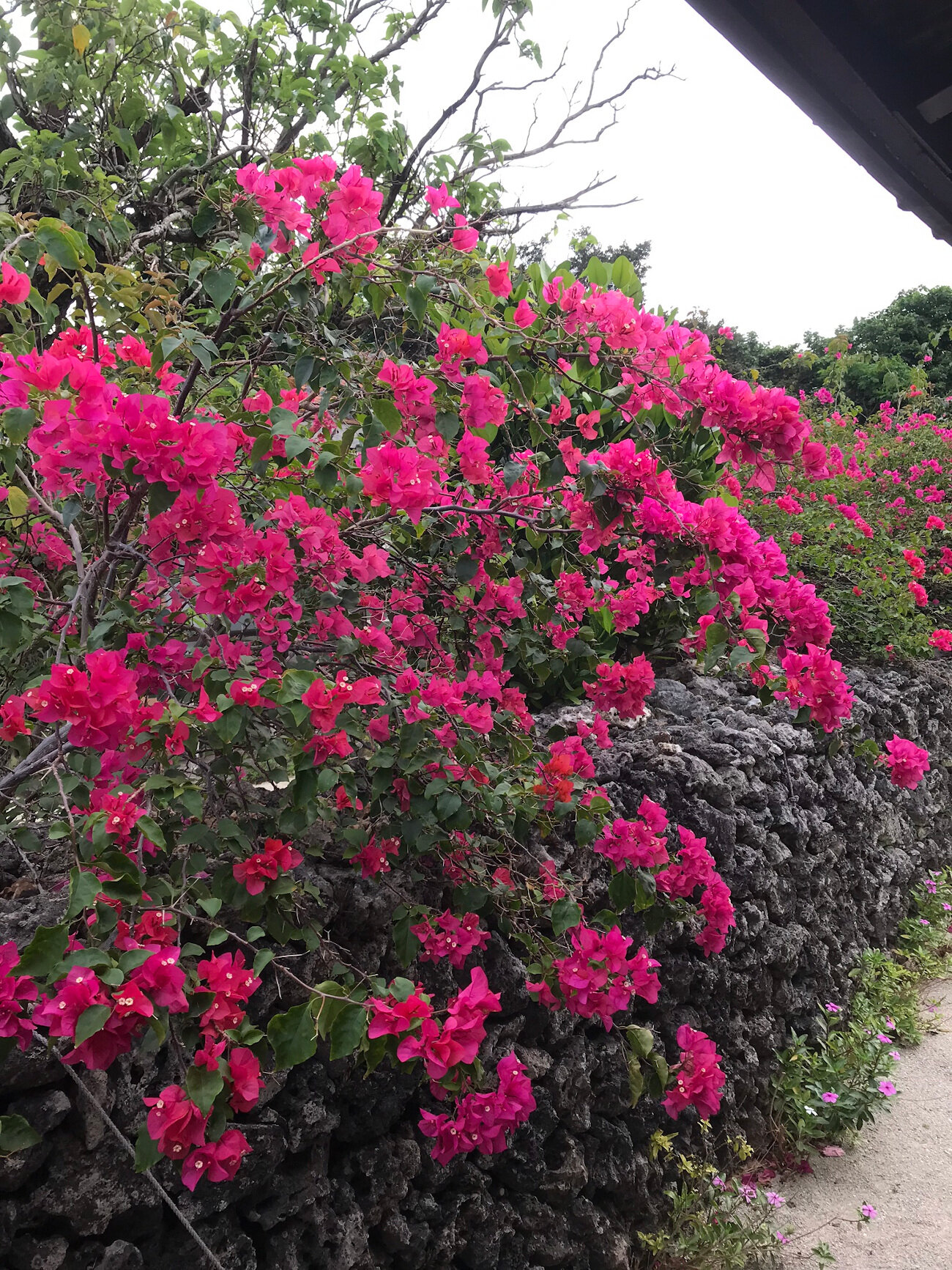 Flowering Bushes in Taketomi