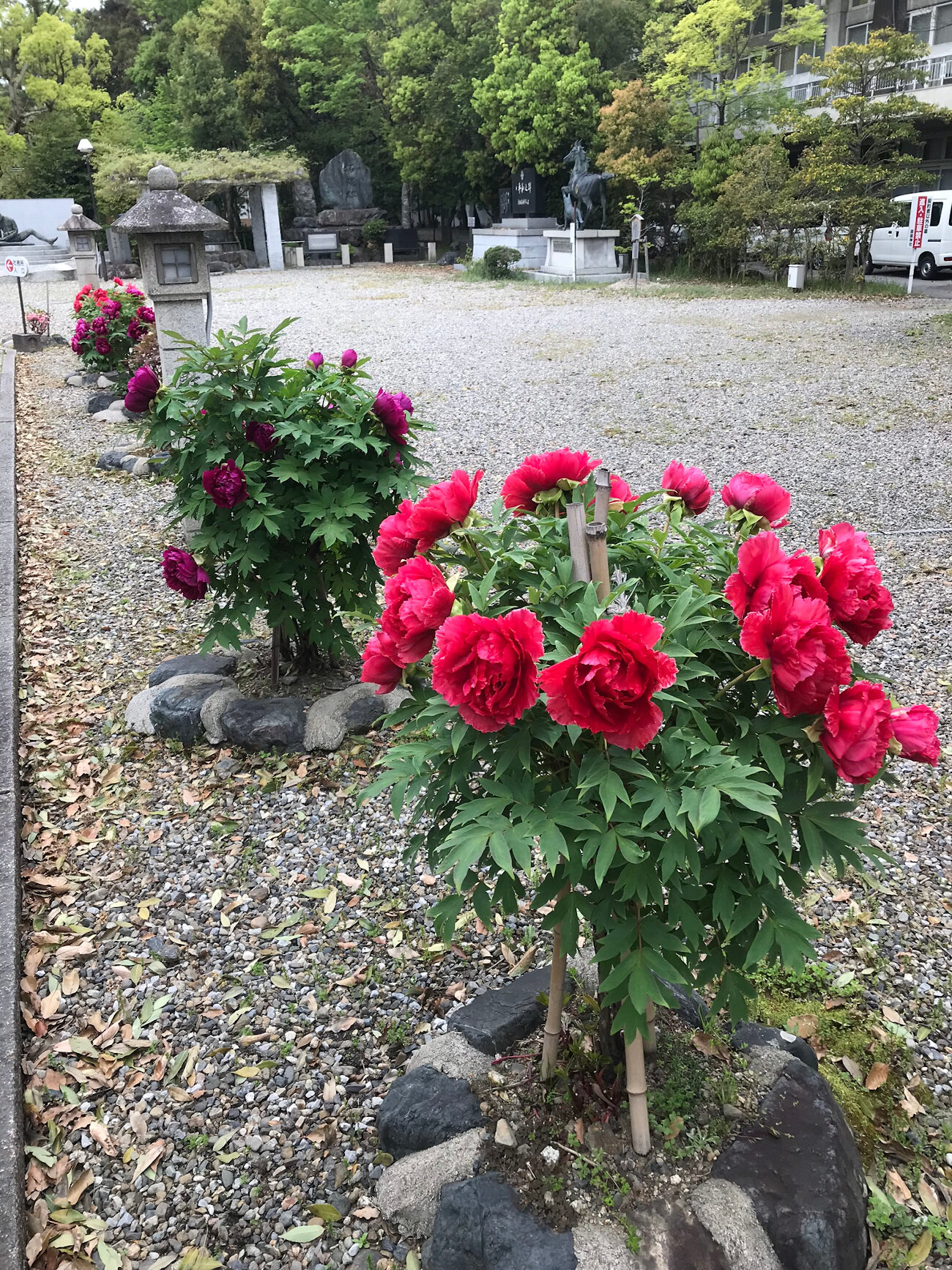 Shrine Flowers