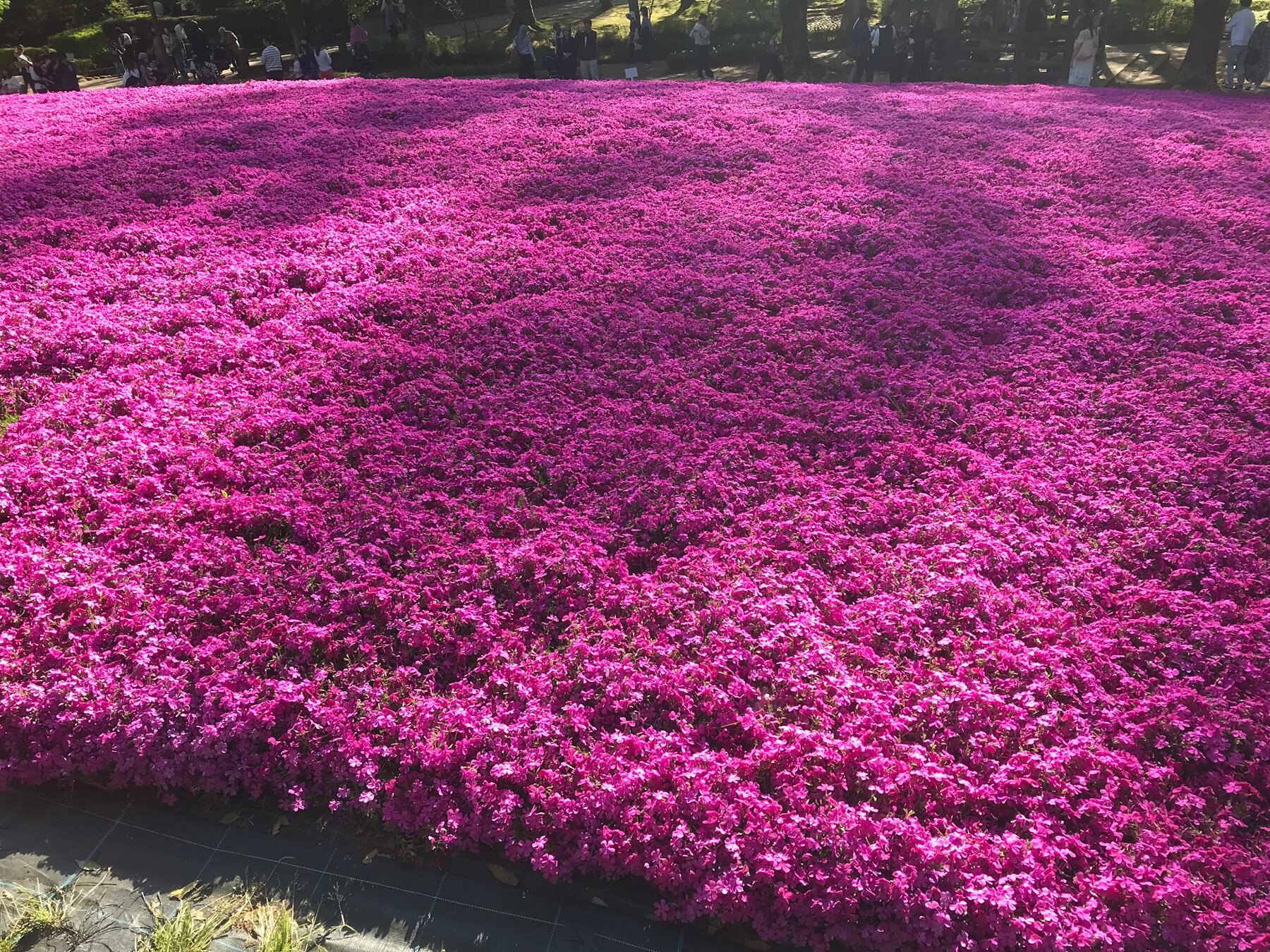Hill of Purple Flowers