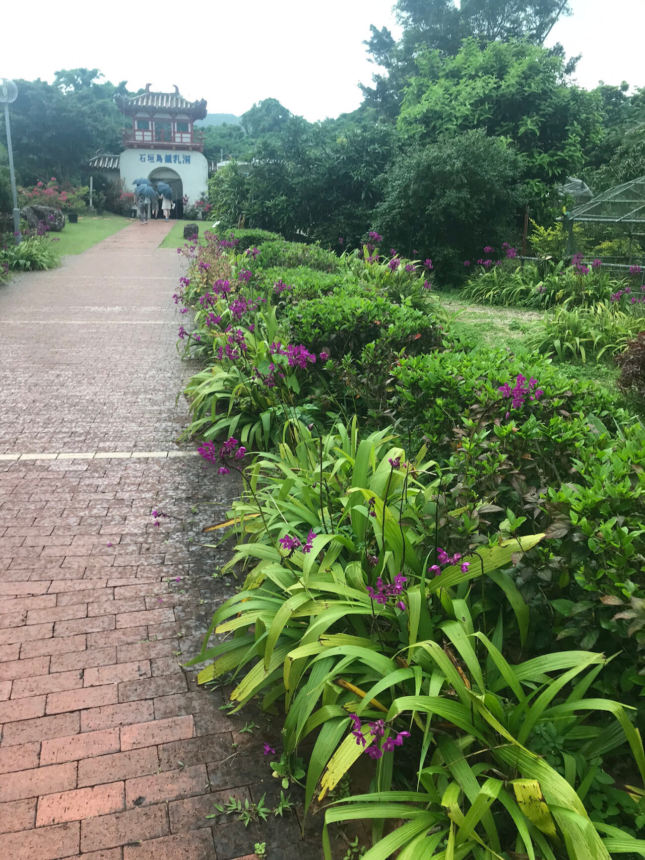 Tropical Flowering Plants 