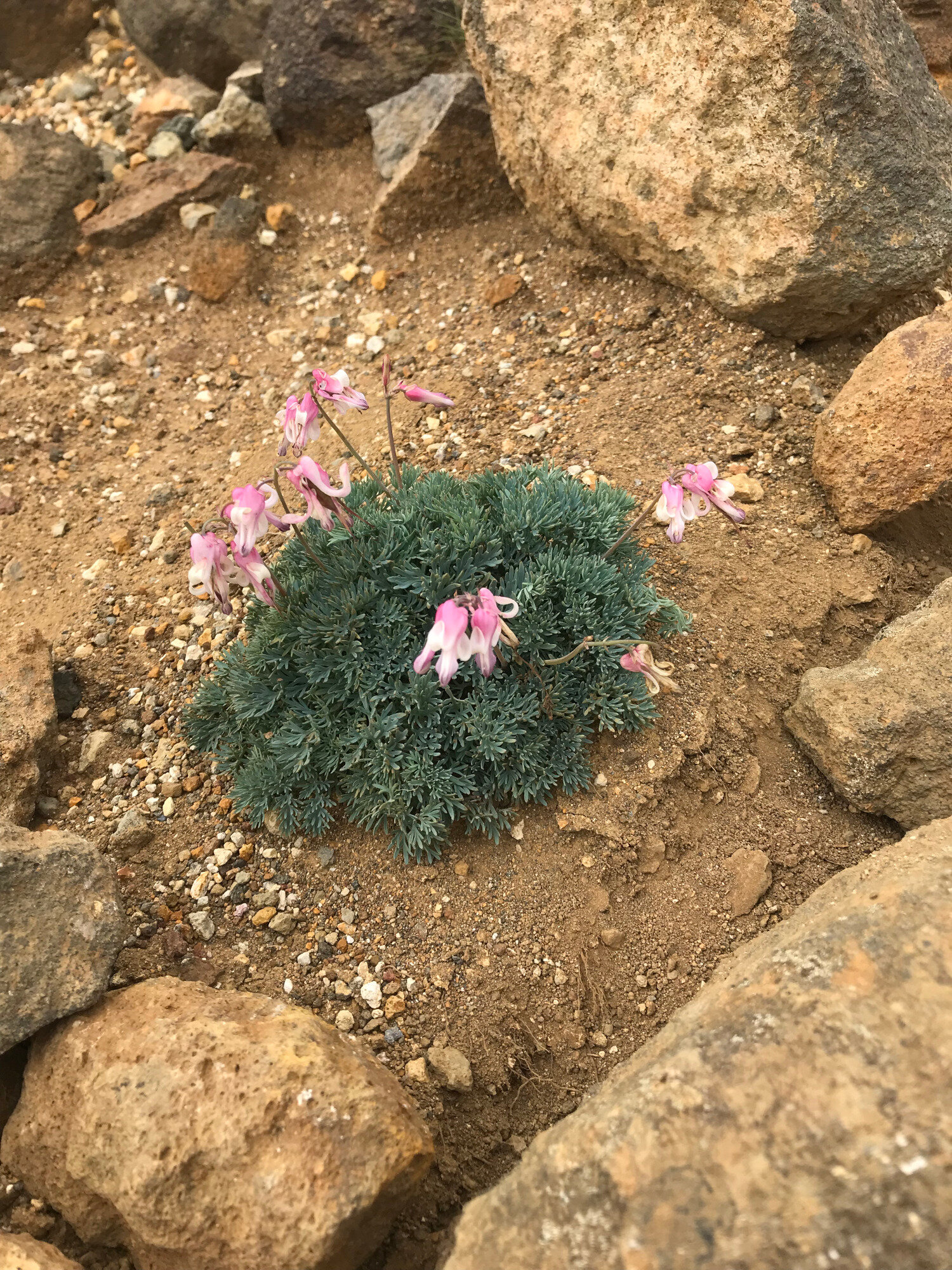 Wildflower near Okama