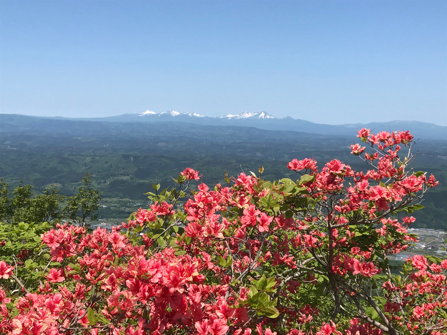 Flowers on the Nakui Peak